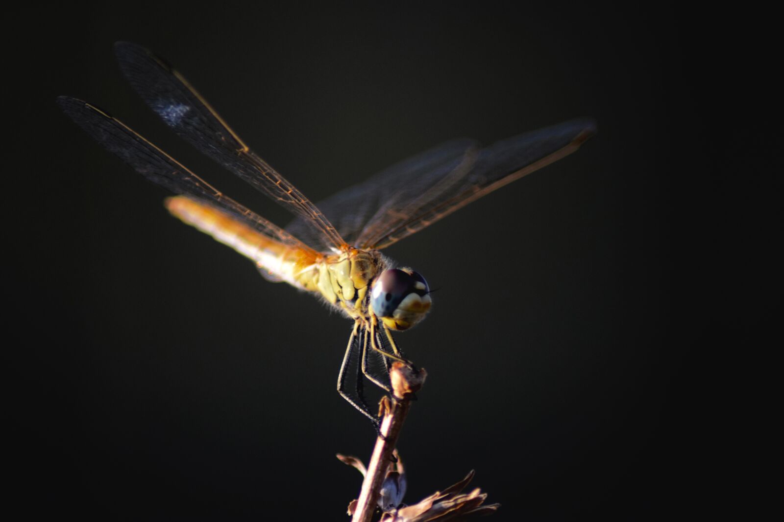 Nikon D3300 sample photo. Dragonfly, sun, plant photography