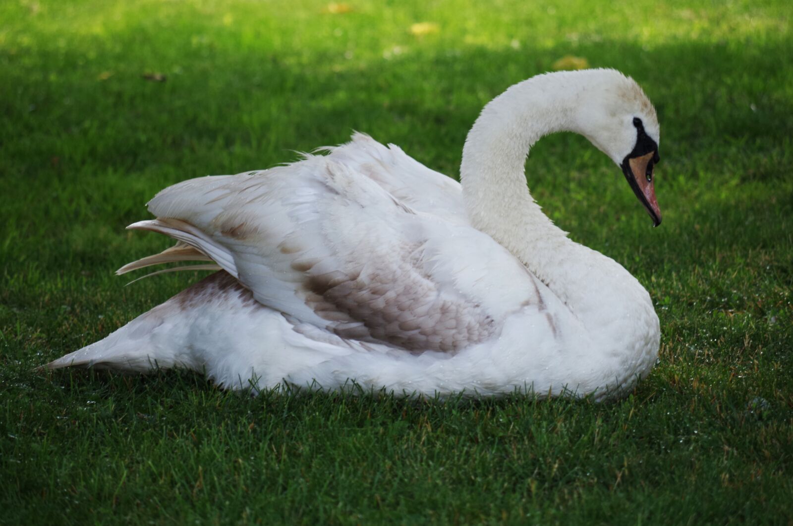 Pentax K-500 sample photo. Swan, bird, white photography