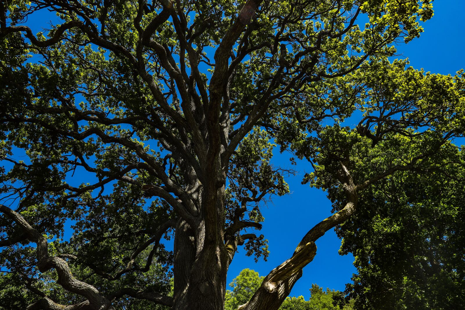 Canon RF 24-240mm F4-6.3 IS USM sample photo. Tree, sky, green photography