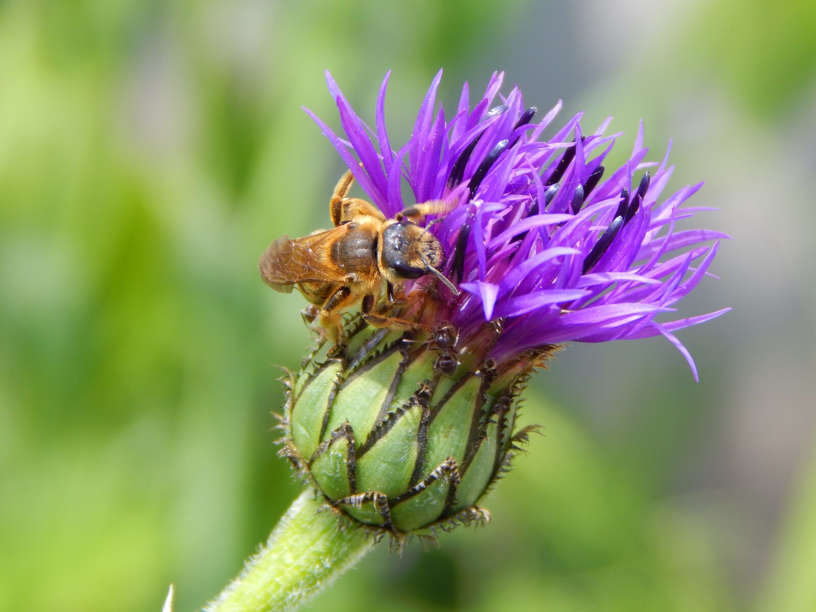 Nikon Coolpix L830 sample photo. Bee, flower, garden photography