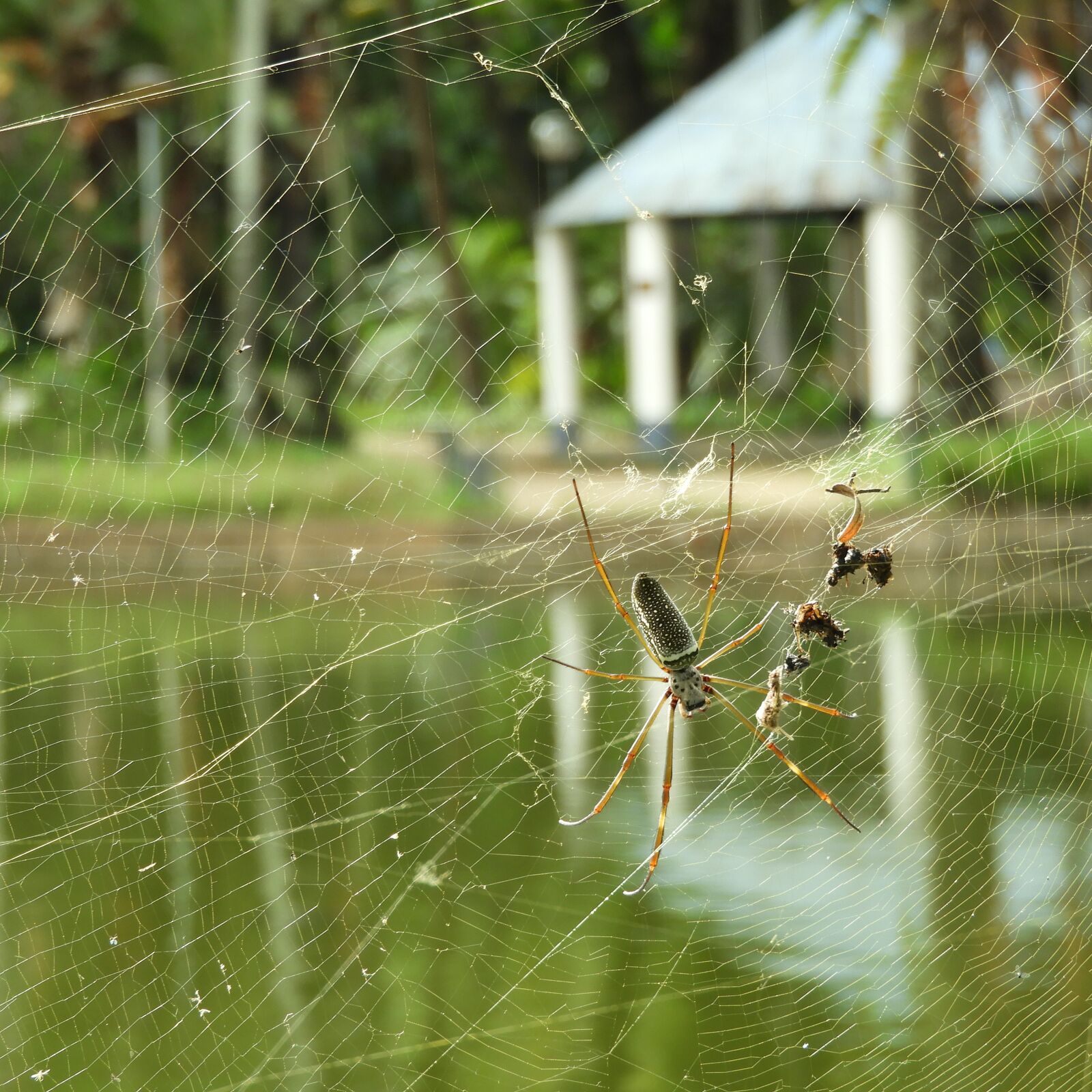 Nikon Coolpix B700 sample photo. Spider, web, network photography