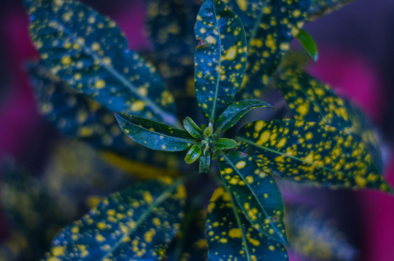Nikon D5100 sample photo. Autumn, leaves, beautiful, flowers photography