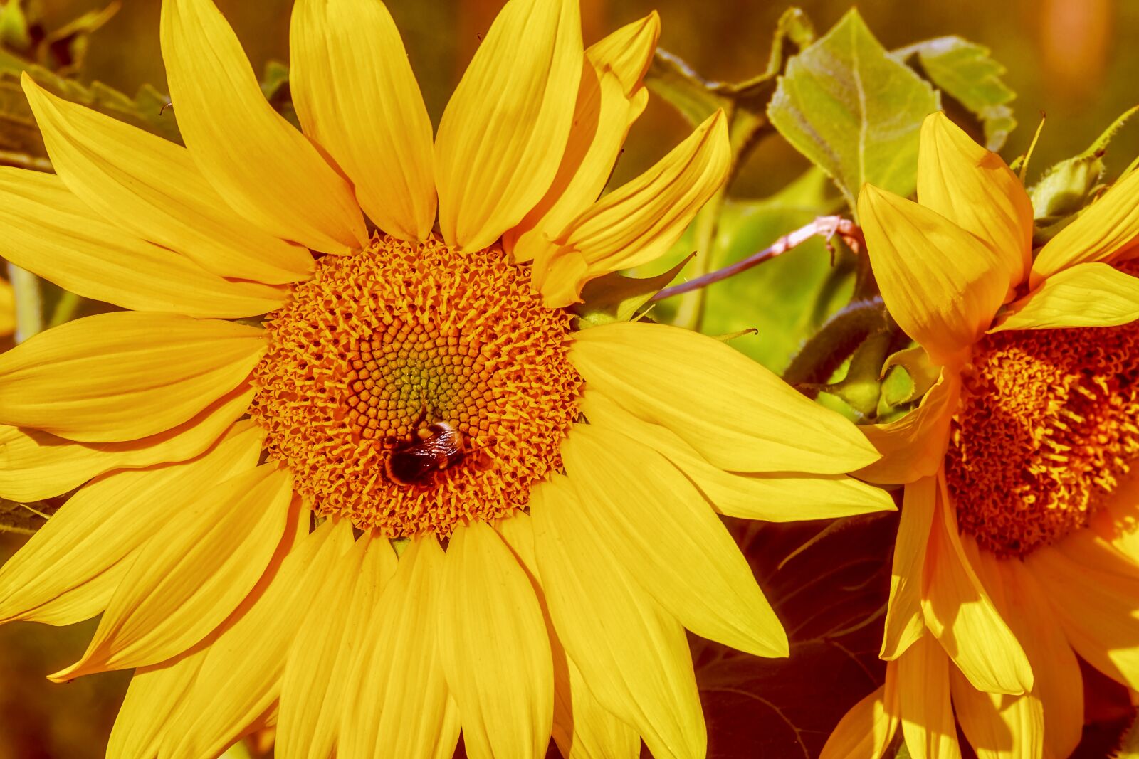Fujifilm XF 55-200mm F3.5-4.8 R LM OIS sample photo. Sunflower, flower, blossom photography