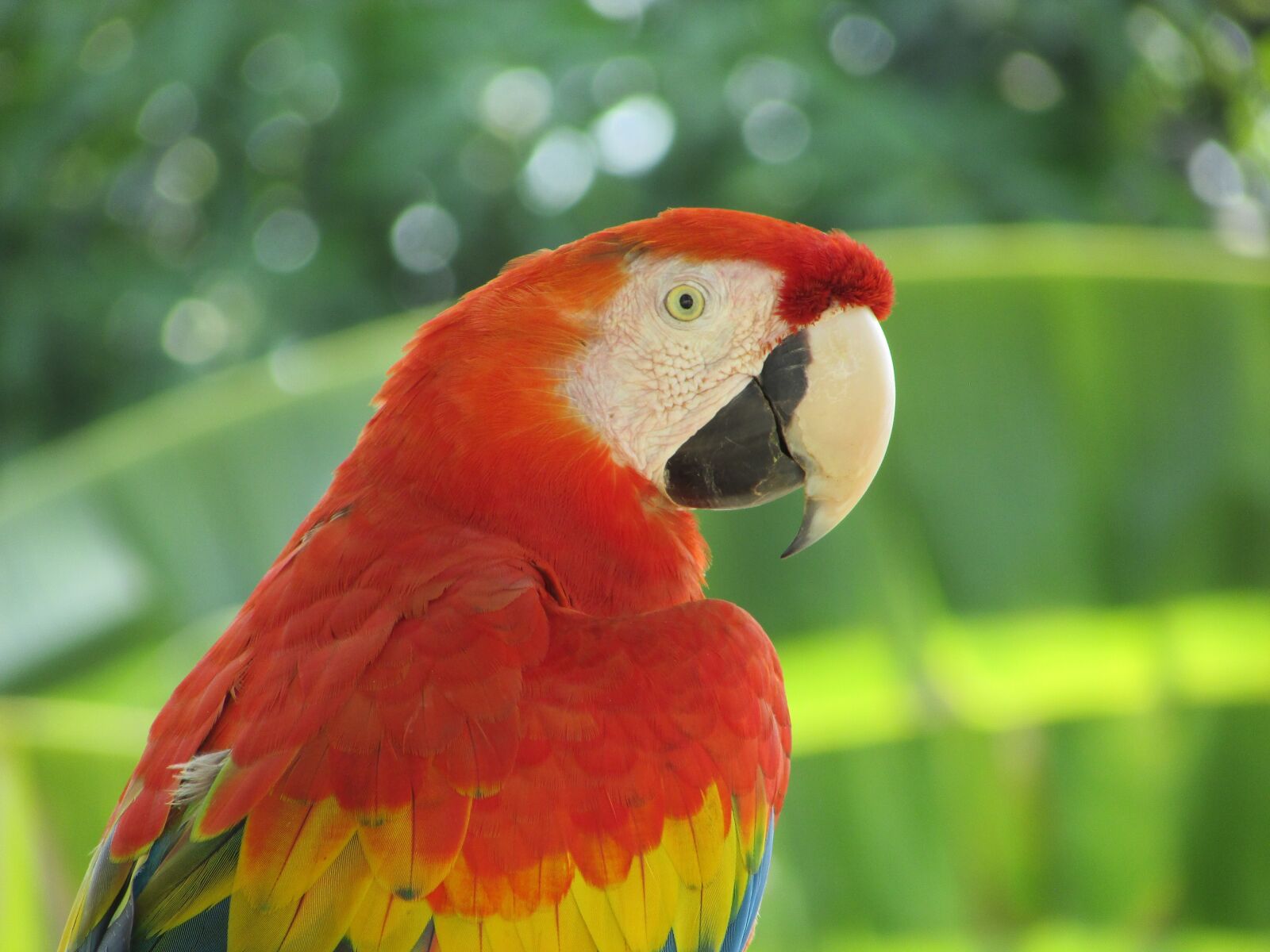 Canon PowerShot SX400 IS sample photo. Animals, parrot, ave photography