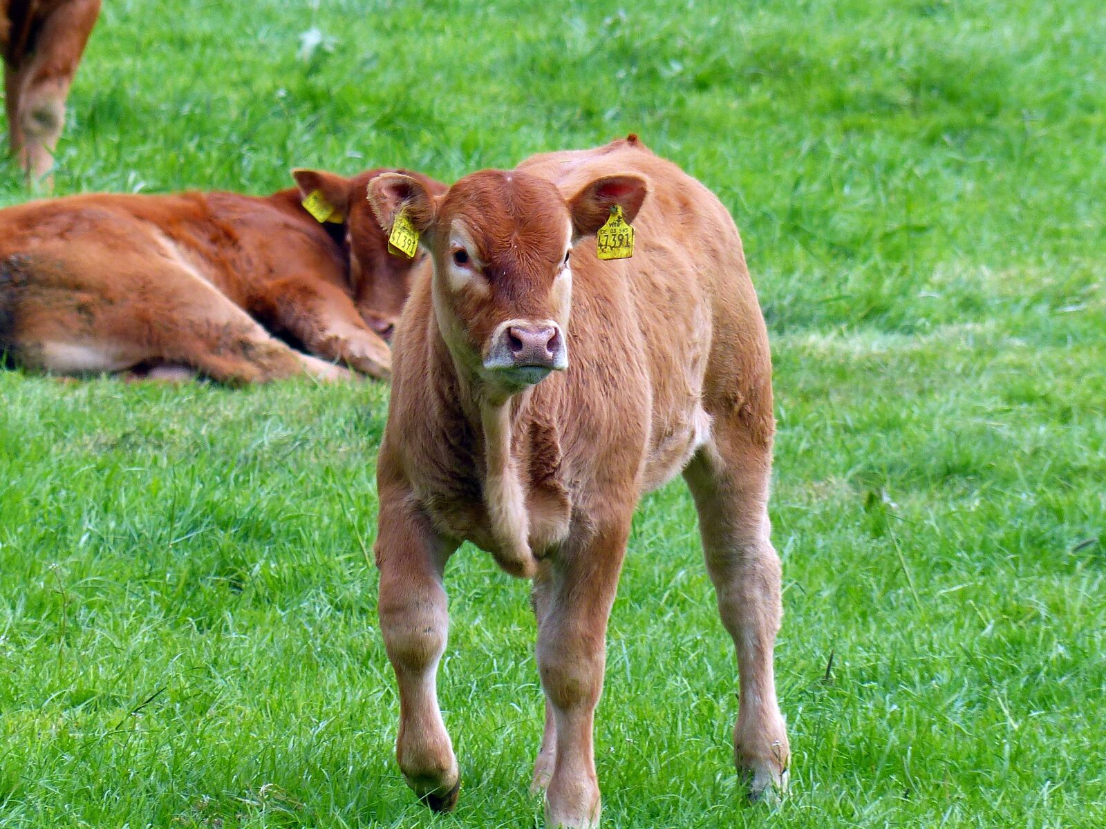 Panasonic Lumix DMC-FZ200 sample photo. Calf, beef, young calf photography