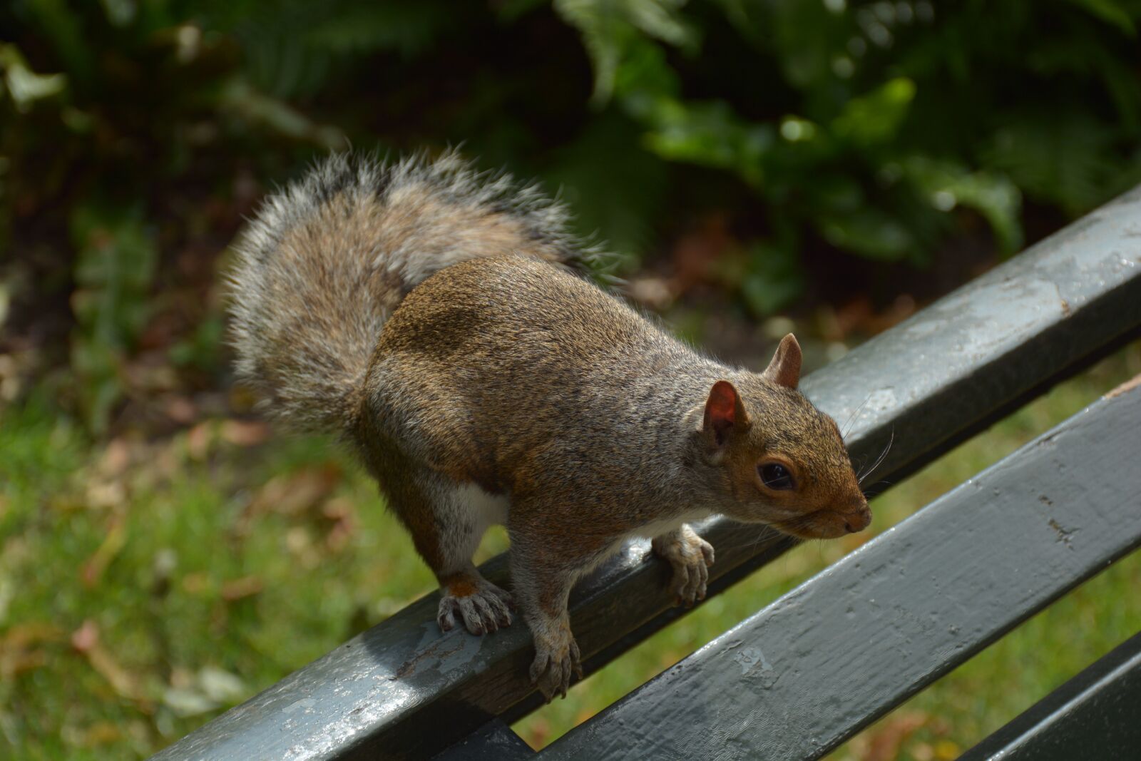 Nikon D7100 sample photo. Squirrel, rodent, animal photography