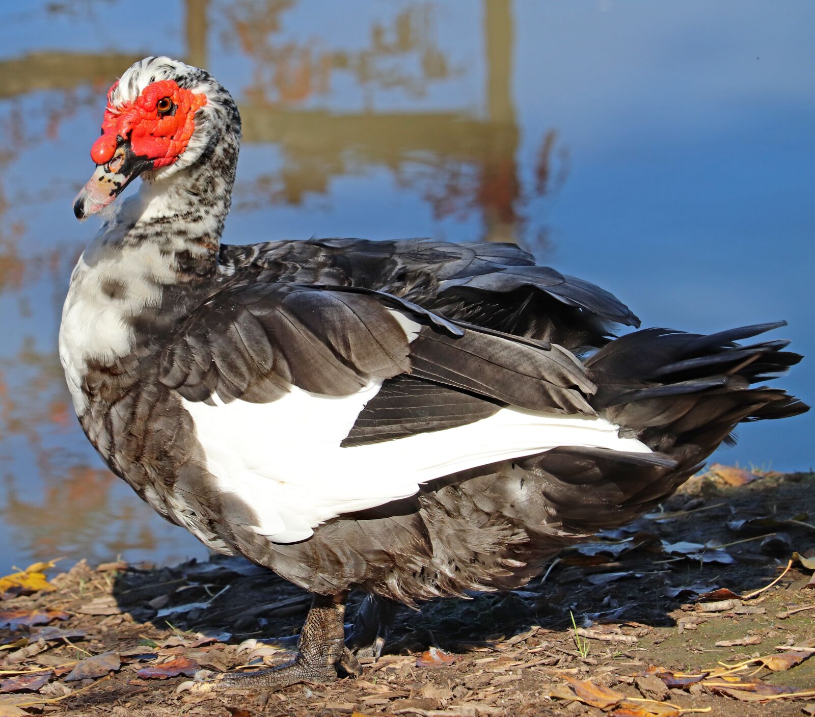 Canon EF-S 55-250mm F4-5.6 IS STM sample photo. Duck, drake, bird photography