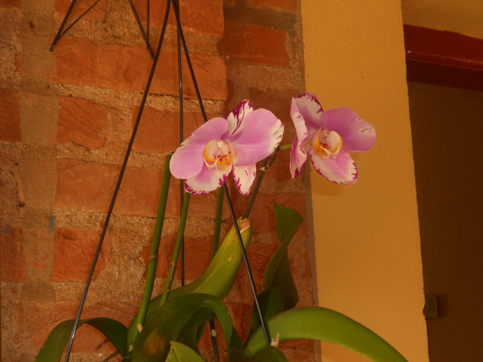 Nikon COOLPIX S2600 sample photo