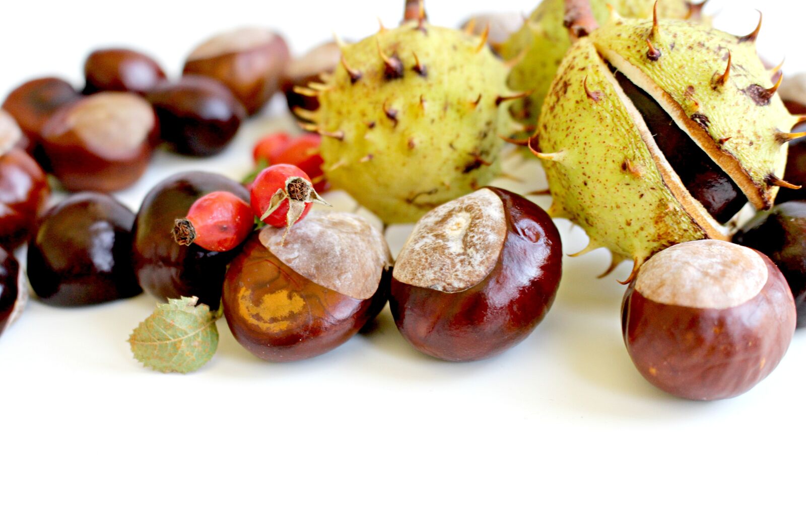 Canon EOS 700D (EOS Rebel T5i / EOS Kiss X7i) sample photo. Chestnut, autumn, nature photography
