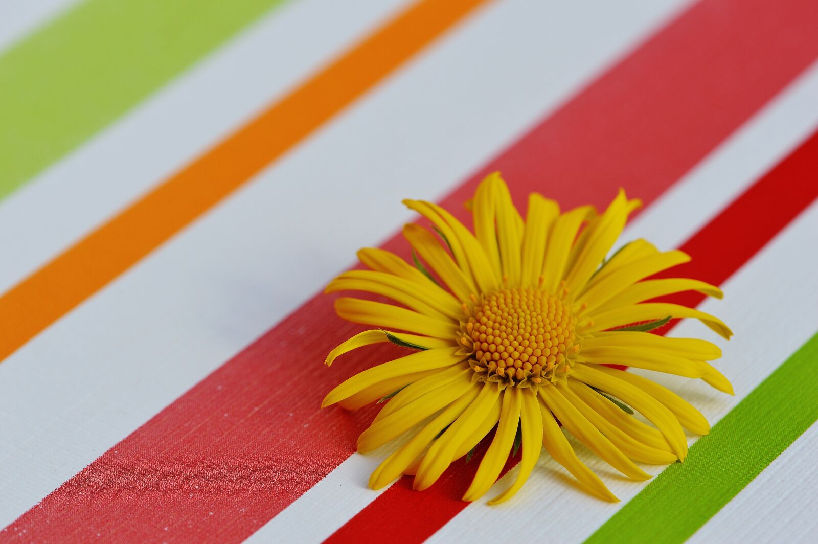 Nikon D3200 sample photo. Flower, spring, yellow photography