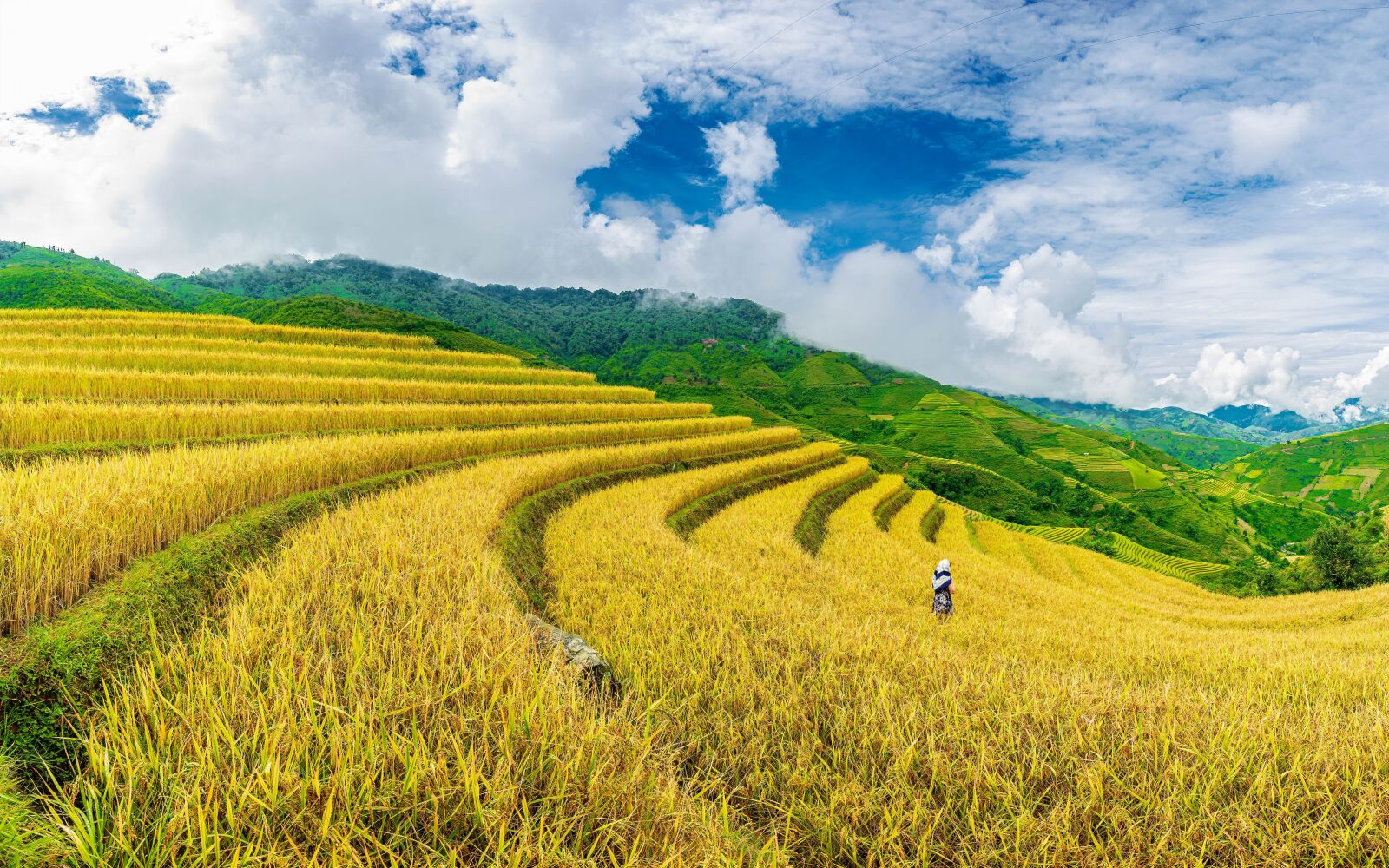 Nikon D750 sample photo. Landscape, terraces, crops photography