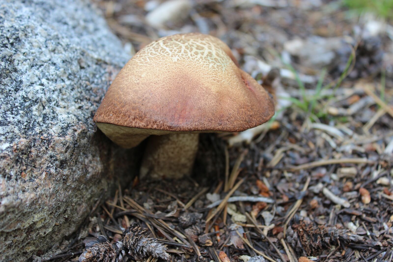 Canon EOS 600D (Rebel EOS T3i / EOS Kiss X5) sample photo. Mushroom, outdoors, wild photography