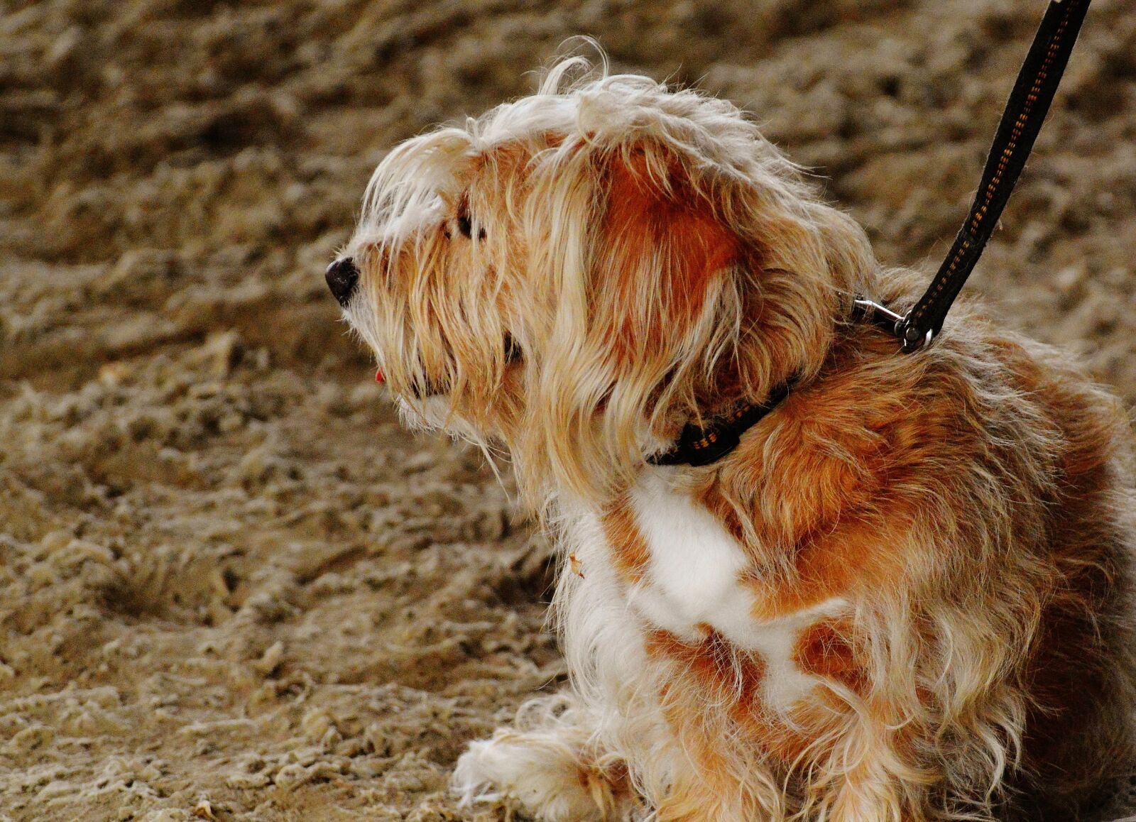 Nikon D3200 sample photo. Dog, tintin, cute photography