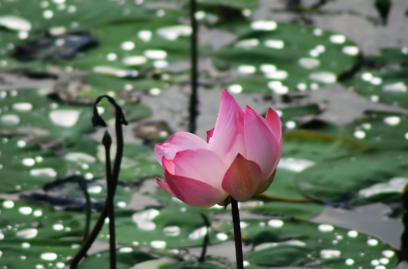 Olympus OM-D E-M1 sample photo. Flower, pond, park photography
