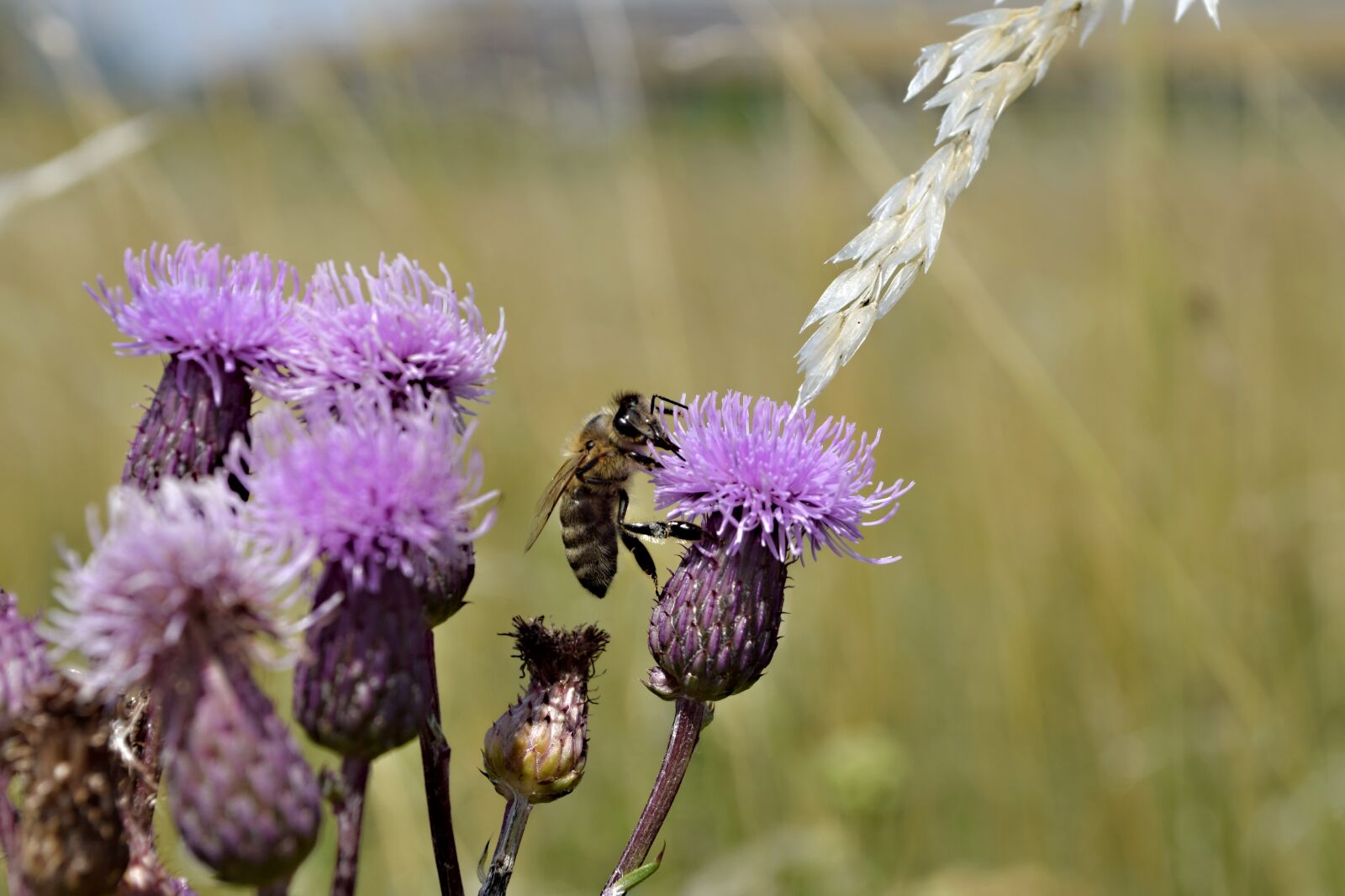 Nikon D5300 sample photo. Bee, flower, pollination photography