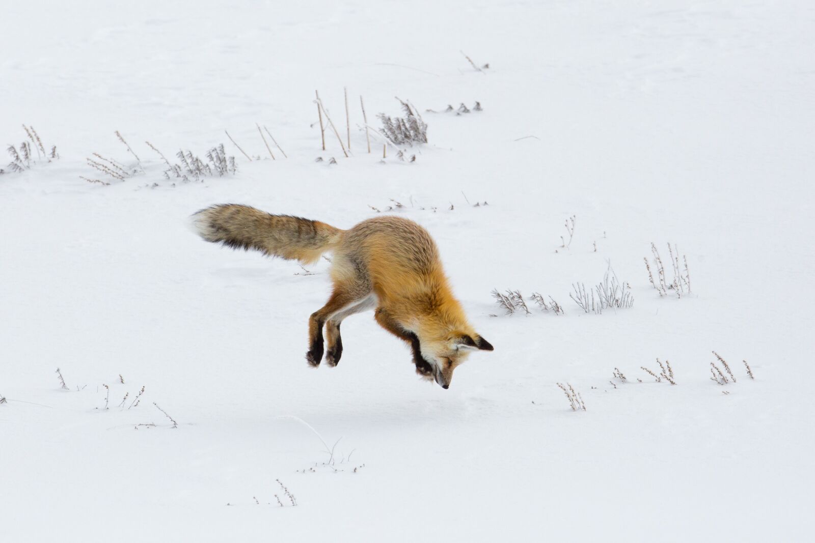 Canon EF 600mm F4L IS USM sample photo. Fox, red, jumping photography