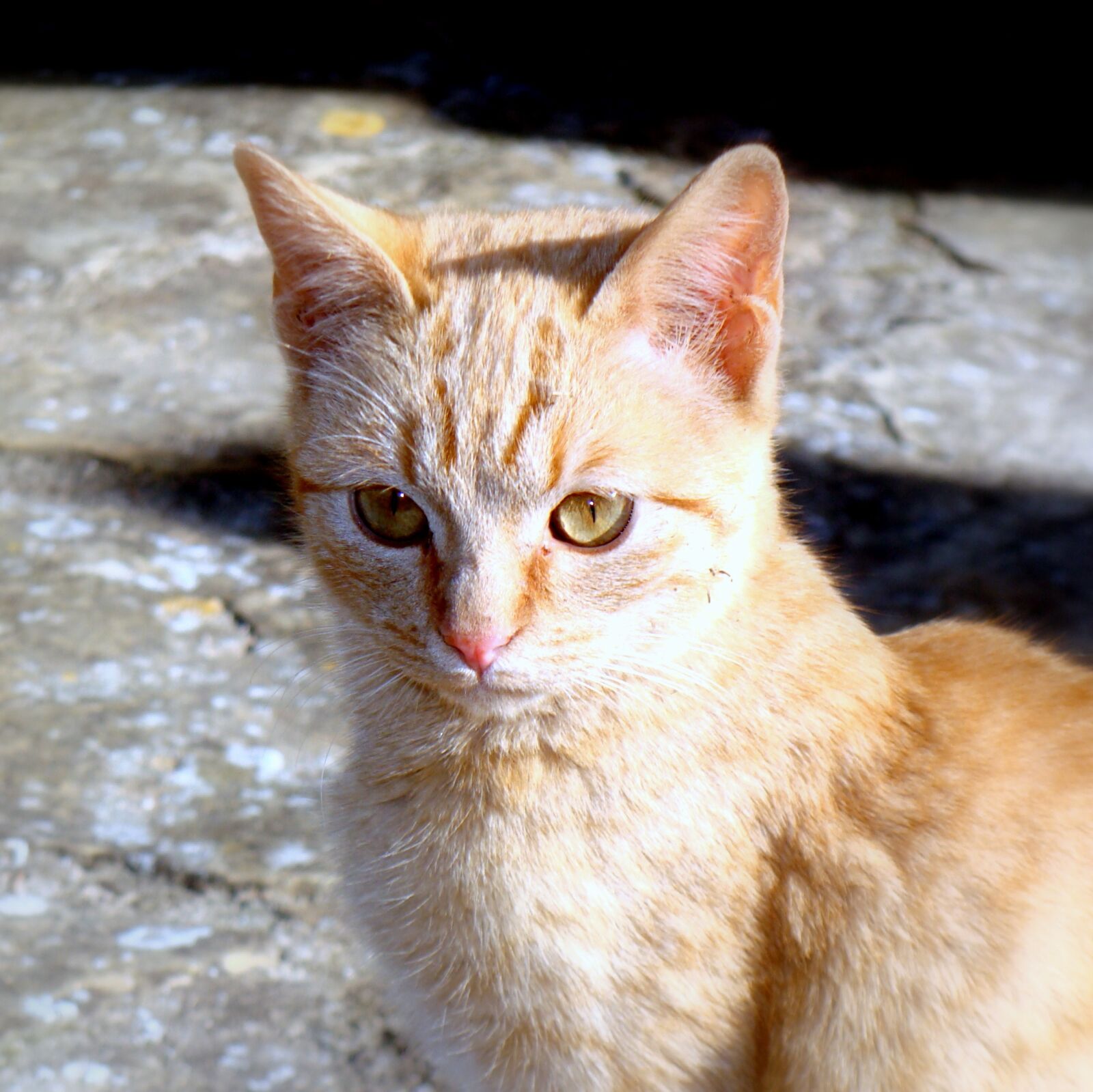 Sony DSC-H3 sample photo. Cat, feline, pet photography