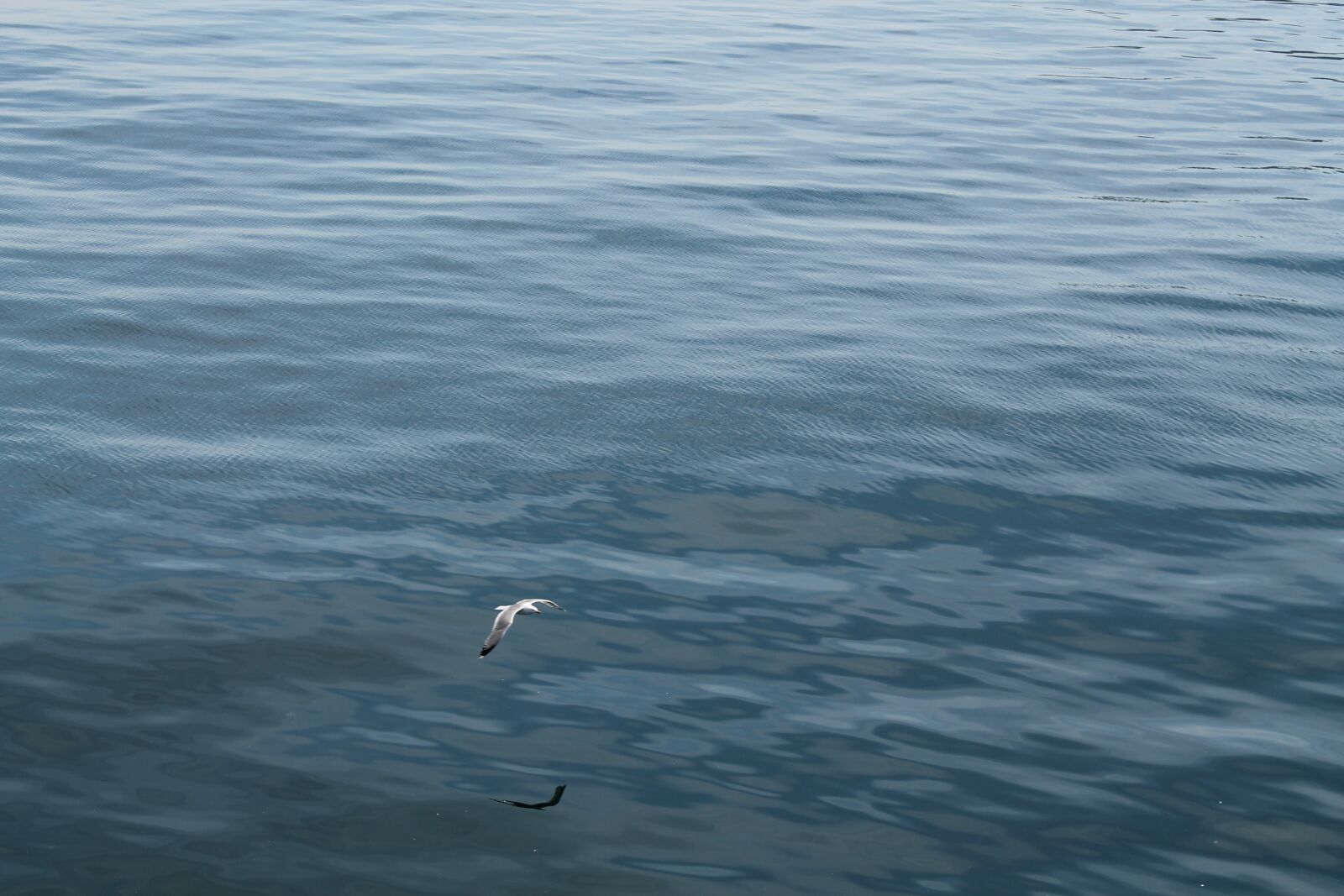 Canon EOS 1100D (EOS Rebel T3 / EOS Kiss X50) sample photo. Sea, seagull, nature photography