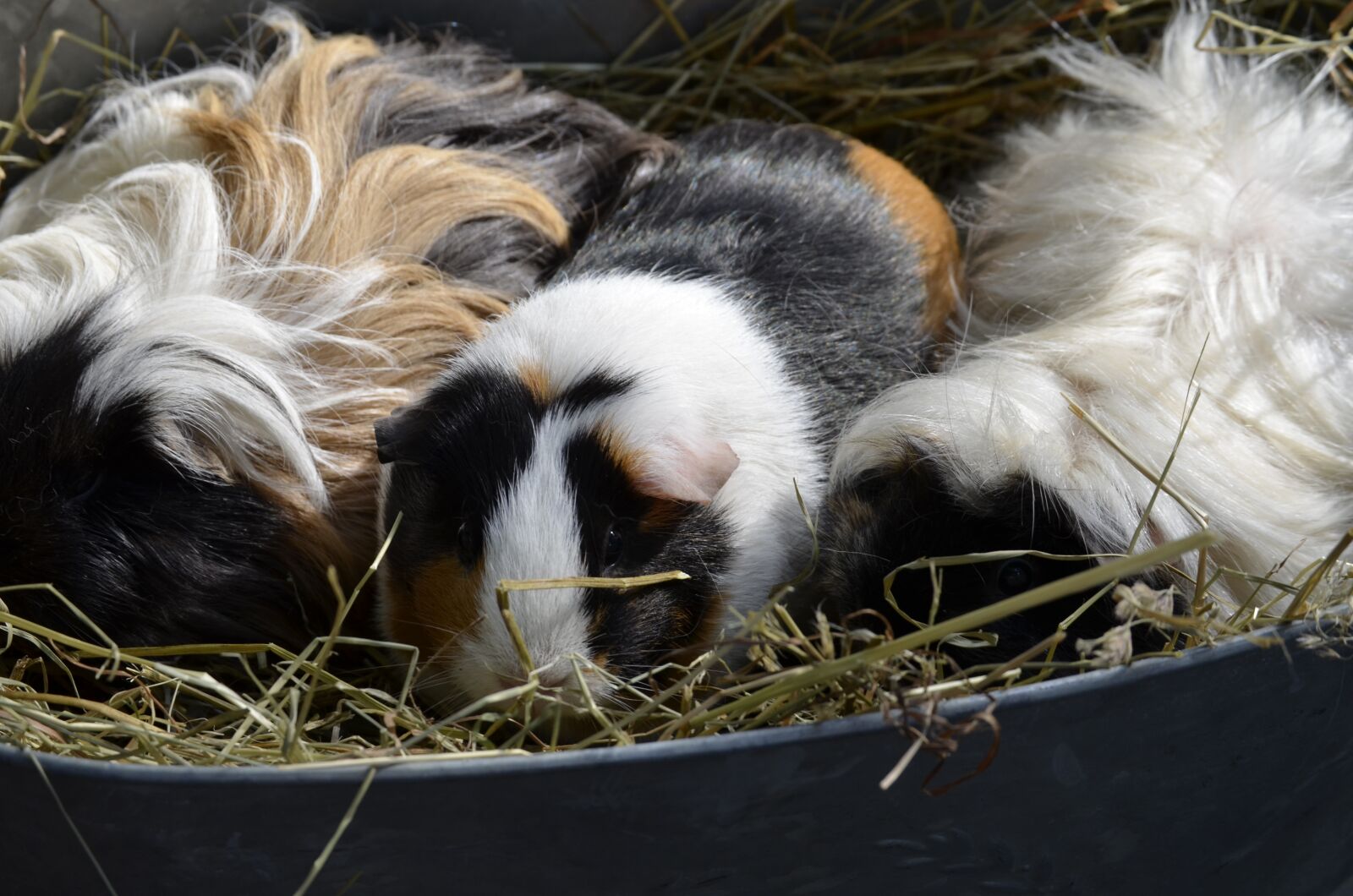 Nikon D5100 sample photo. Guinea pig, colorful, lure photography