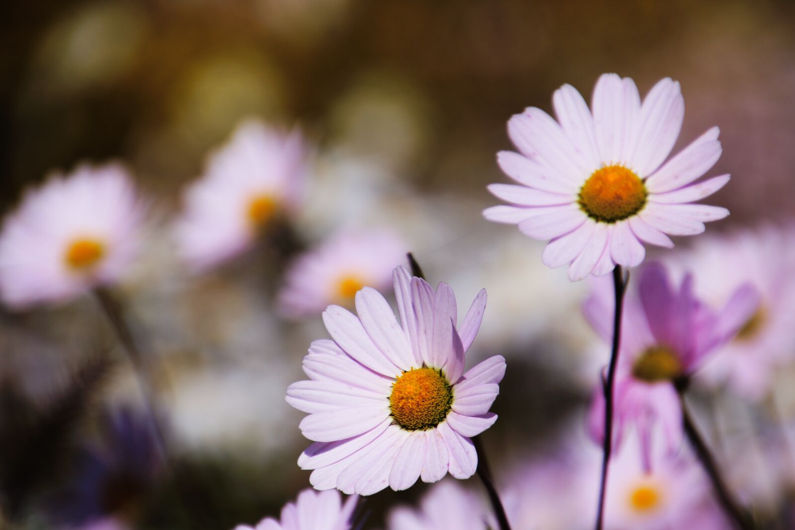 Canon EOS 70D sample photo. Daisy, flowers, nature photography