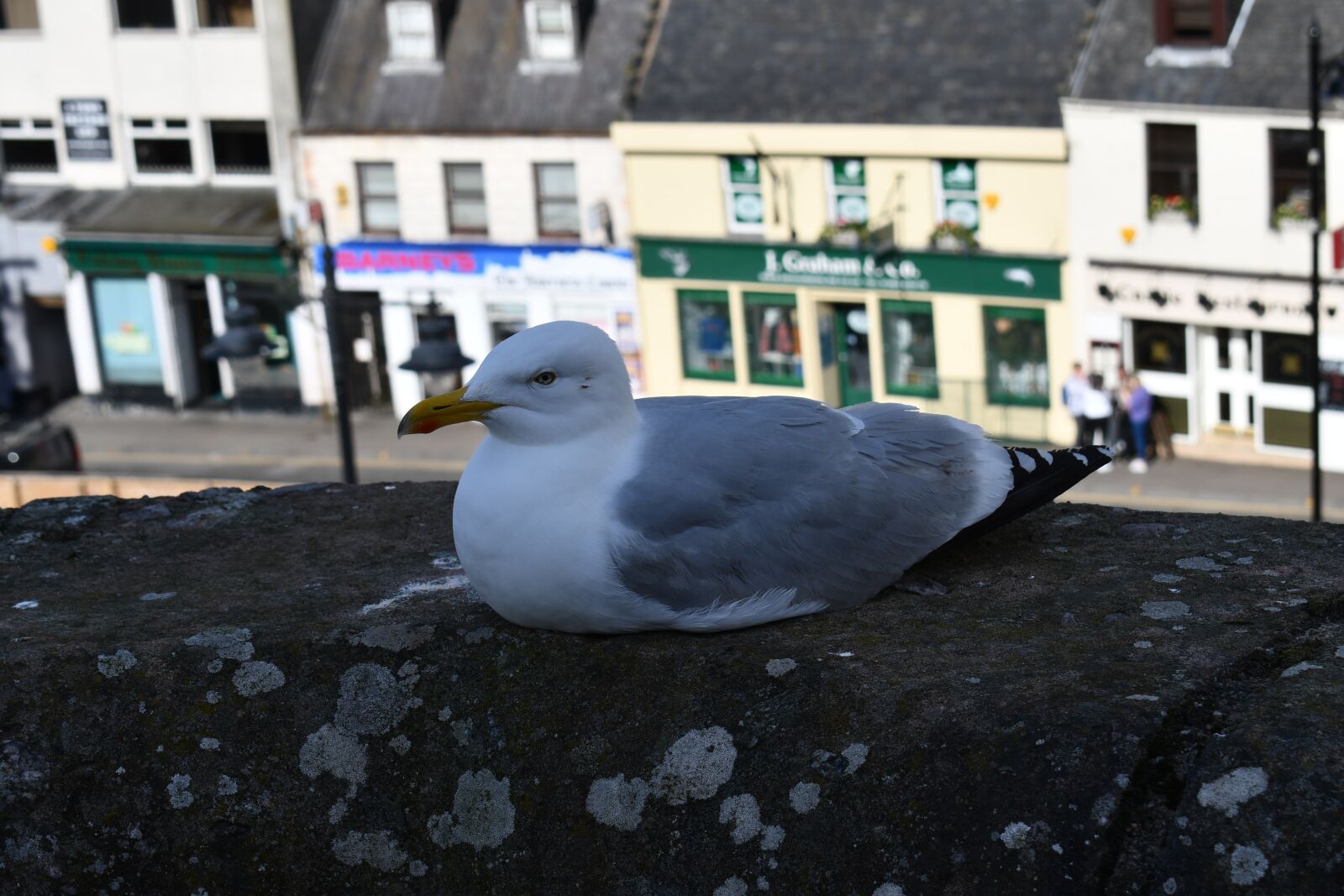 Nikon D7500 sample photo. Seagull, bird, nature photography