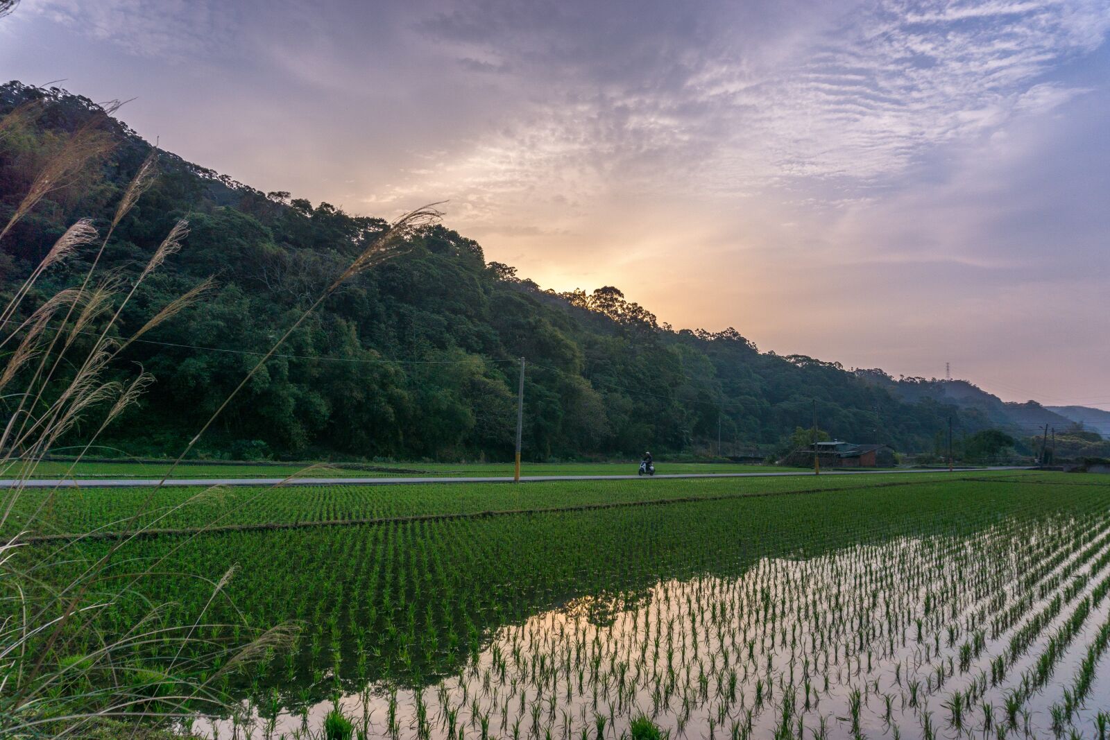 Sony a6000 sample photo. Bicycle, field, rice photography