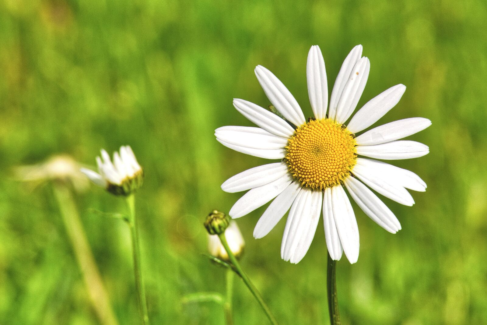 Nikon D7100 sample photo. Marguerite, pointed flower, white photography