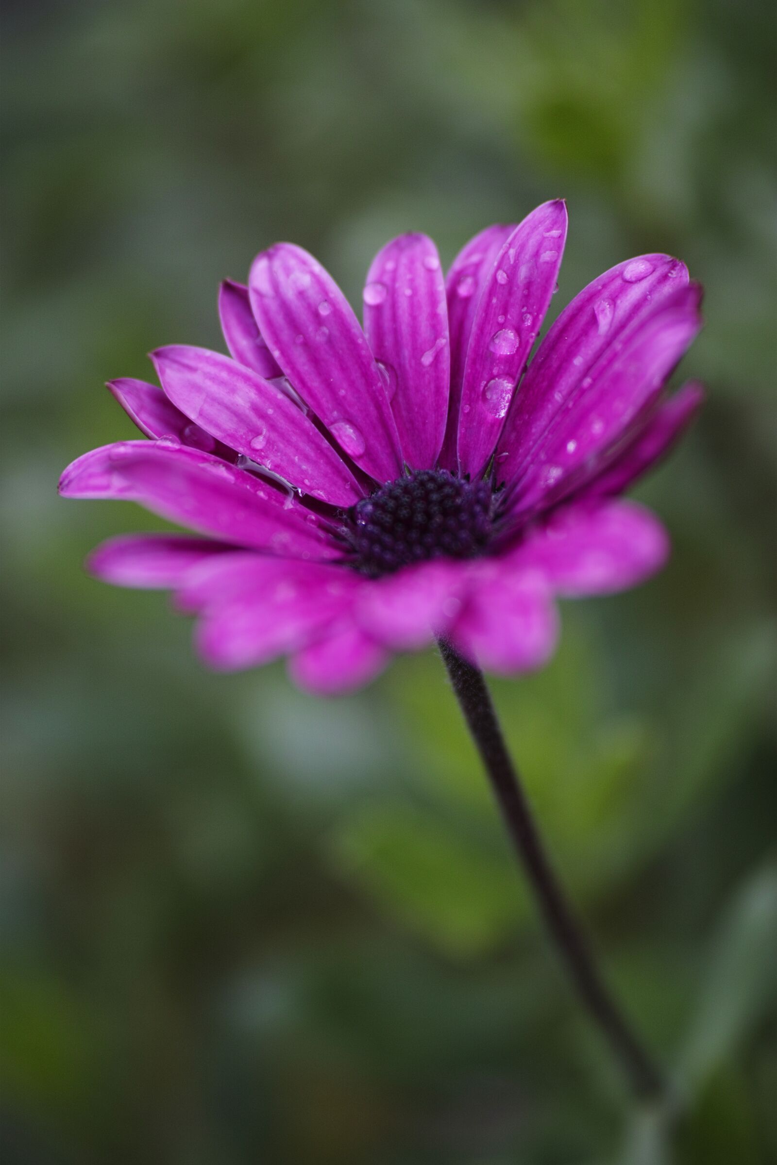 Sigma dp3 Quattro sample photo. Flower, plant, nature photography
