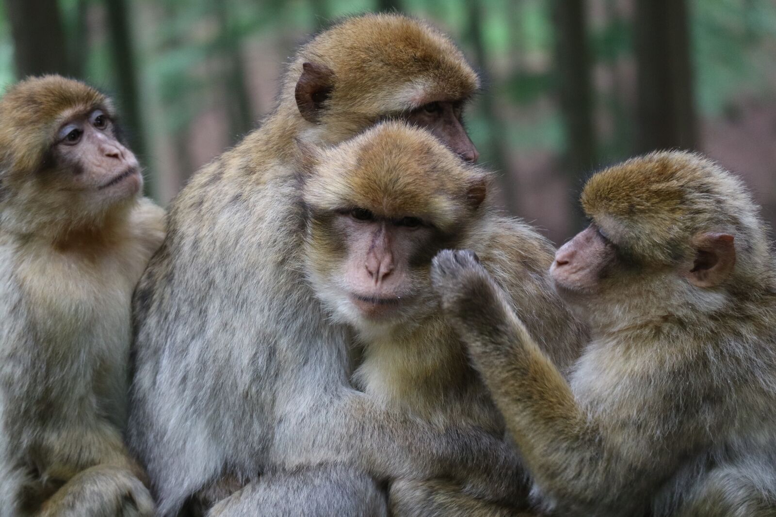 Canon EOS M3 sample photo. Ape, animals, snuggle photography