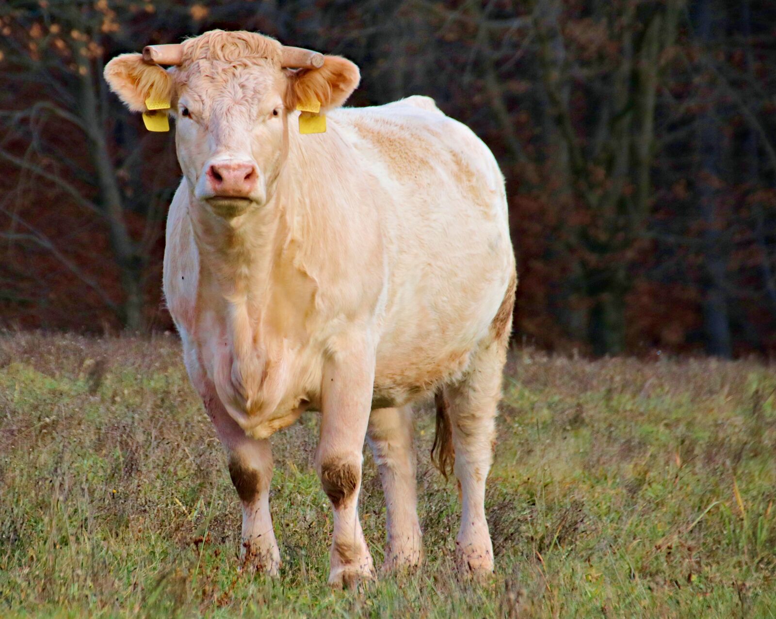 Canon EOS 77D (EOS 9000D / EOS 770D) sample photo. Cattle, bull, cow photography