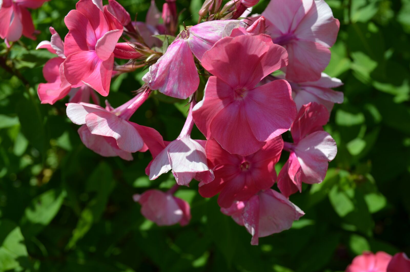 Nikon D5100 sample photo. Flowers, nature, summer photography
