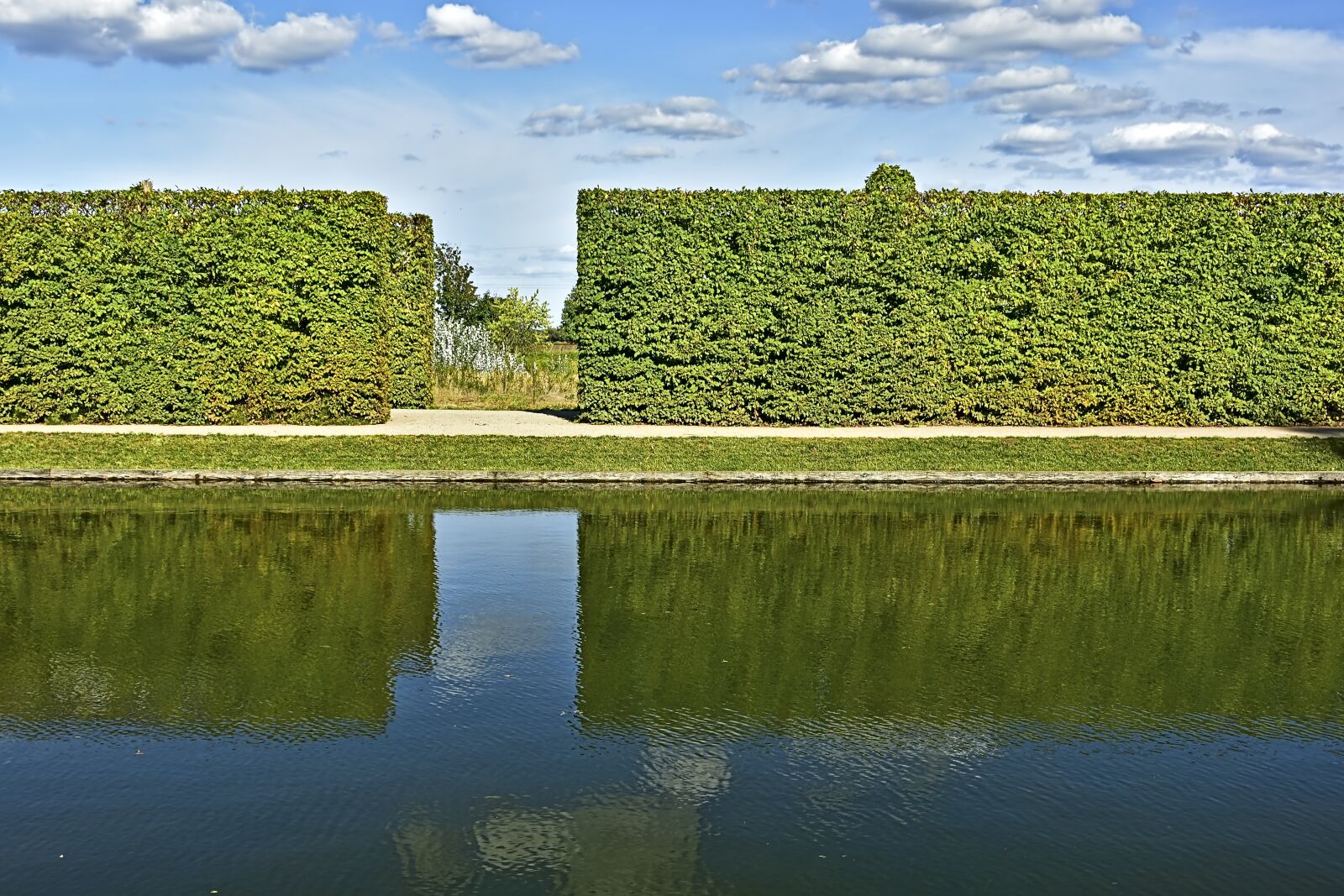 Nikon D5600 sample photo. Hedge, hornbeam, hornbeam hedge photography