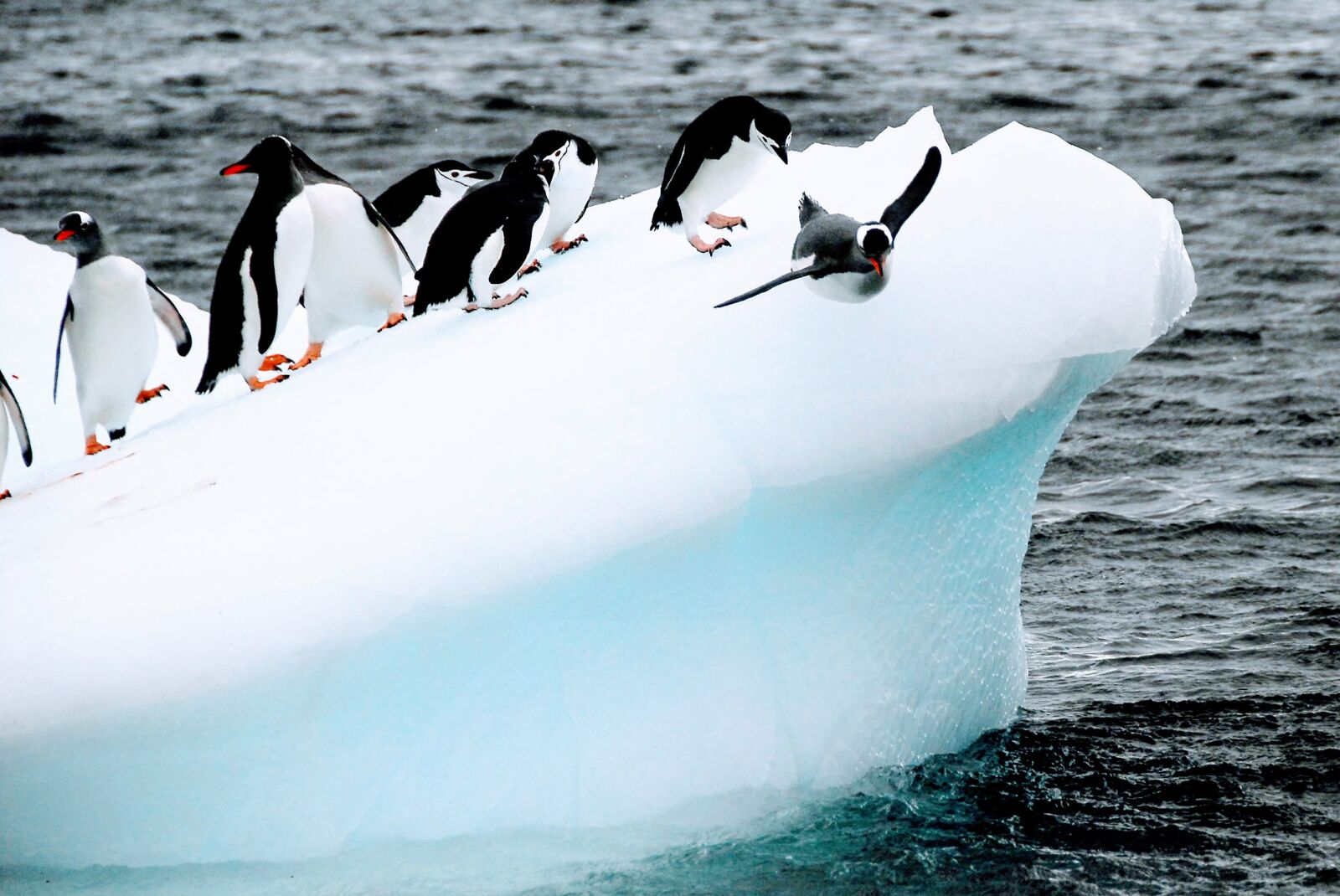 Nikon D200 sample photo. Penguins, birds, iceberg photography