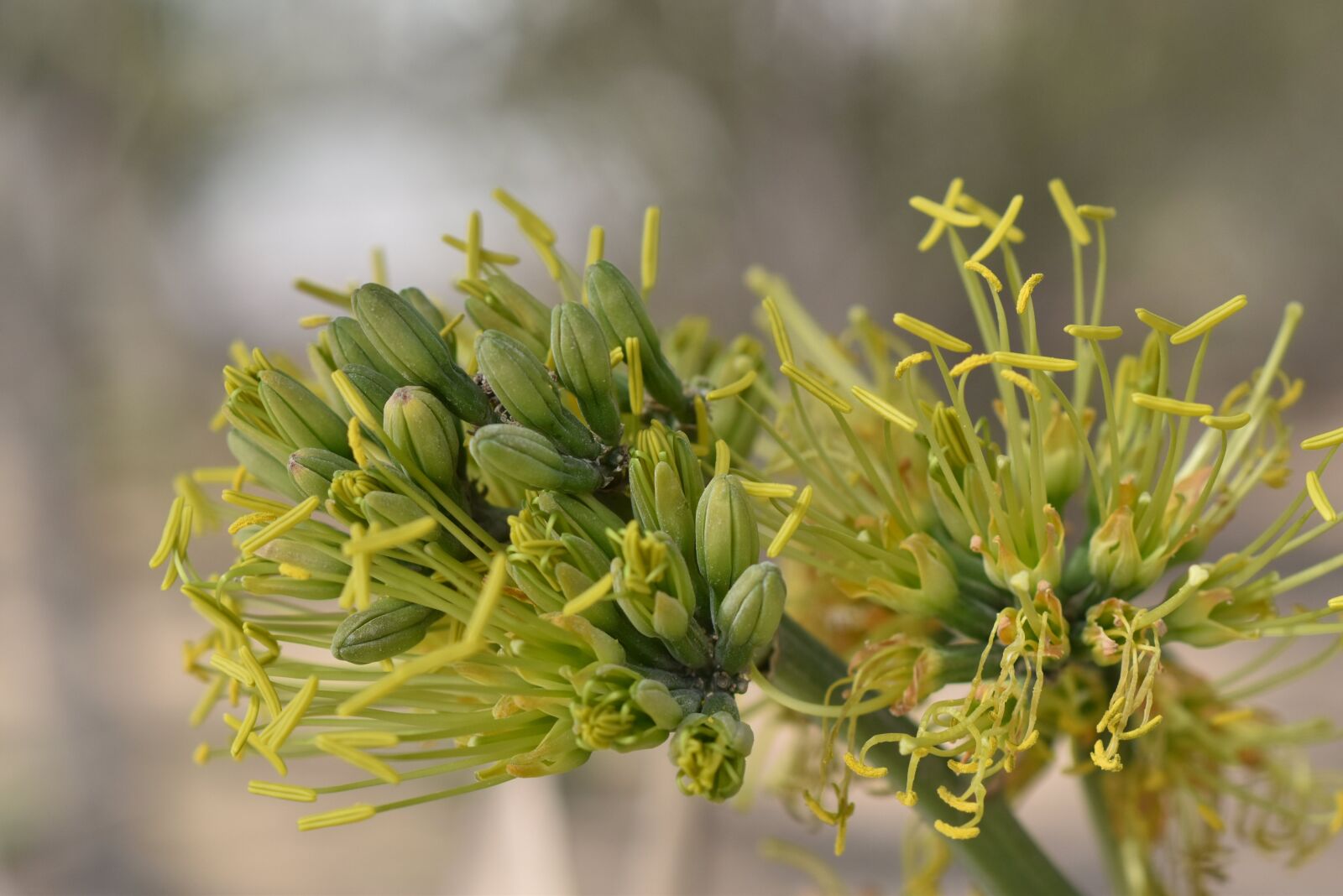 Nikon D5500 sample photo. Floral, dubai, buds and photography
