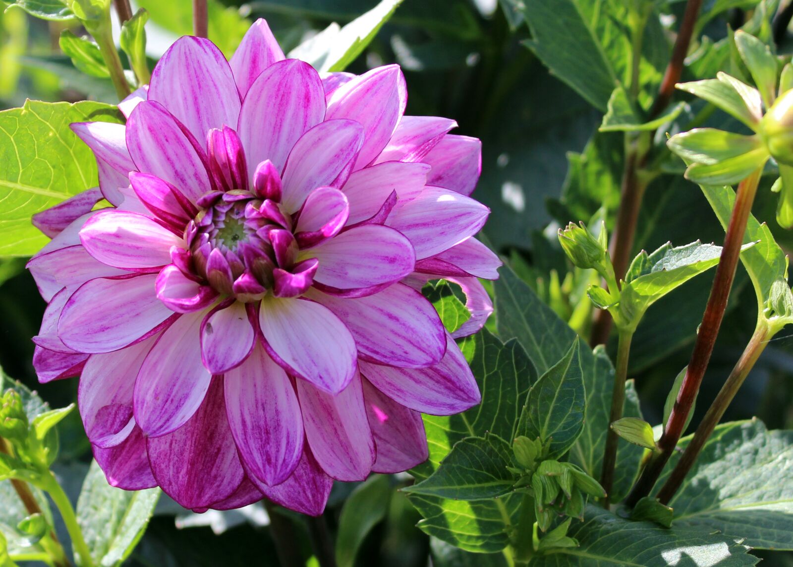Canon EOS 600D (Rebel EOS T3i / EOS Kiss X5) sample photo. Flower, natural, plant photography