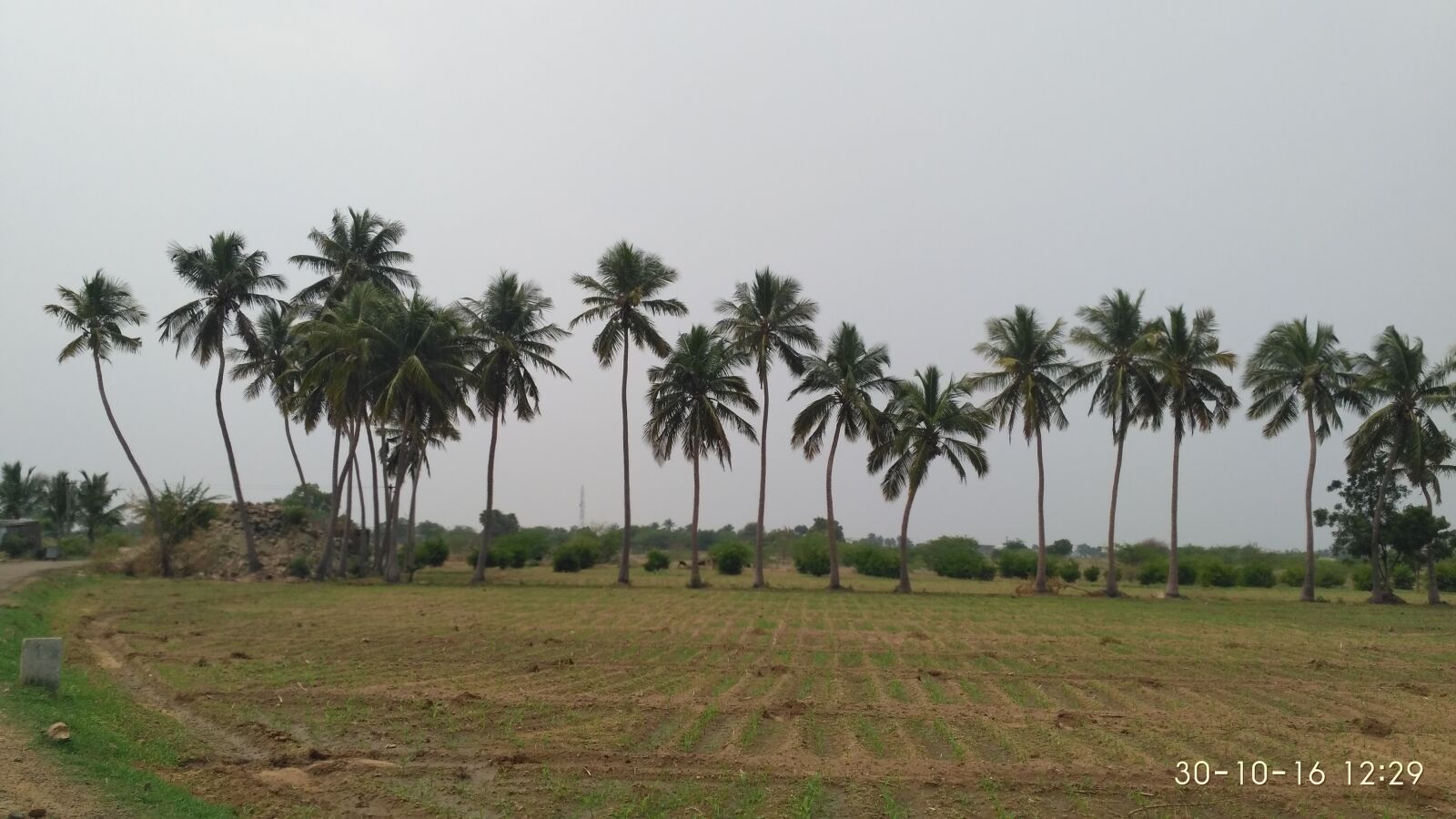 Xiaomi Redmi 3S sample photo. Scenic, view, of, palm photography