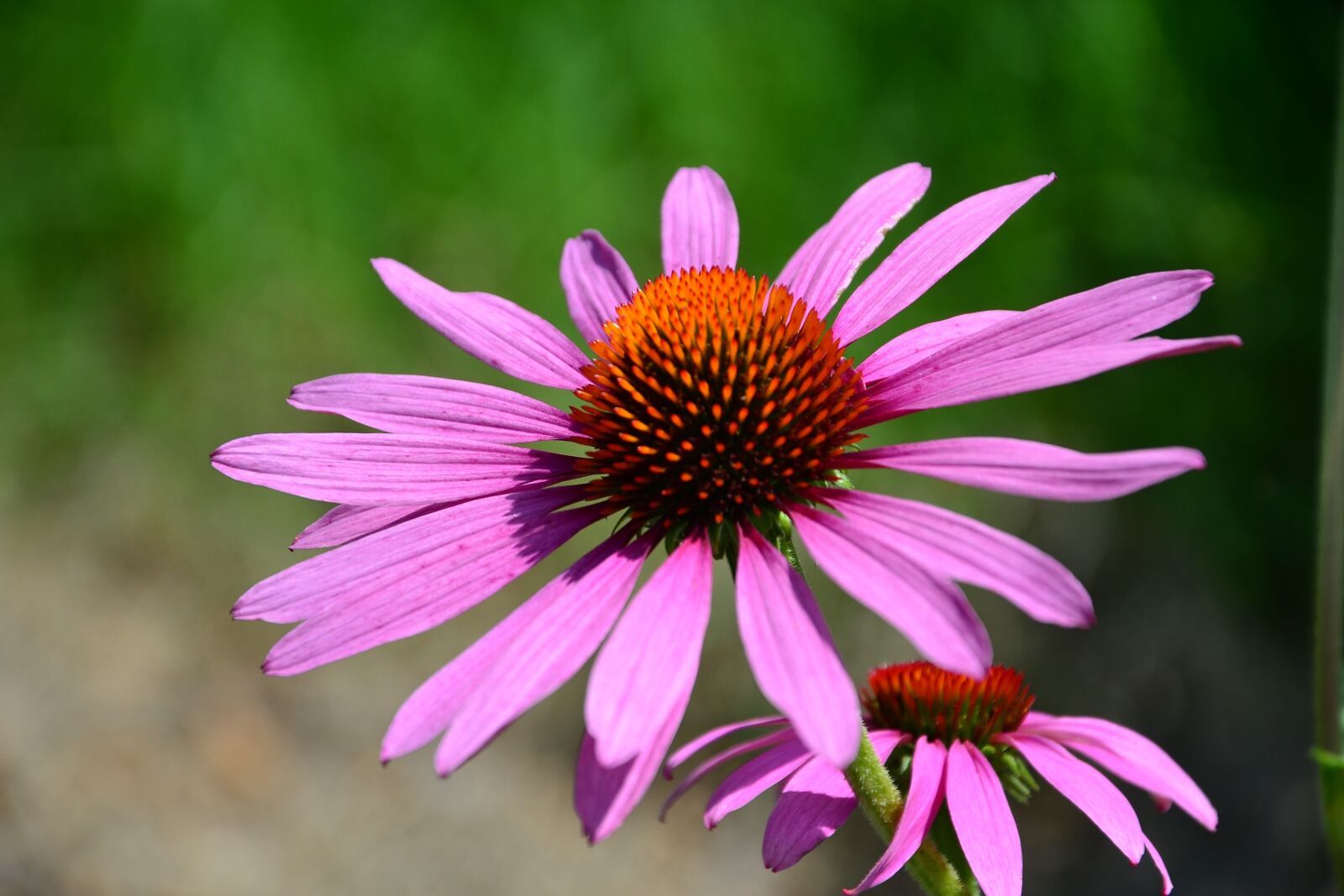 Nikon D3100 sample photo. Flower, flowers, nature photography
