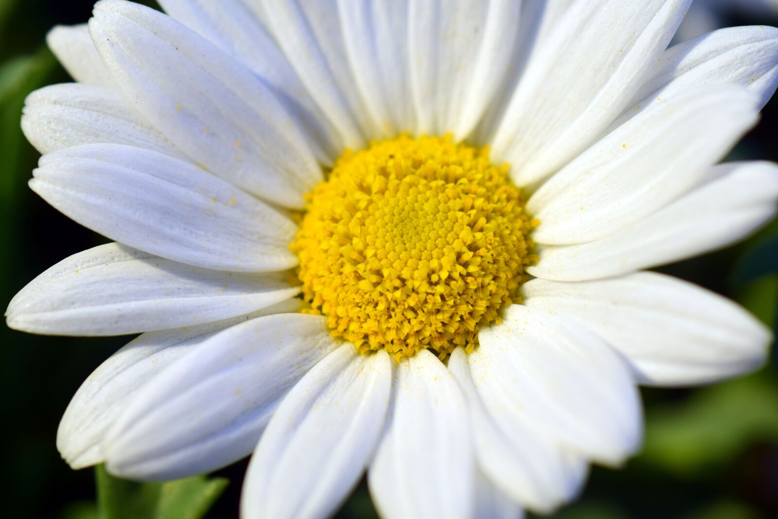 Nikon D3300 sample photo. Marguerite, blossom, bloom photography