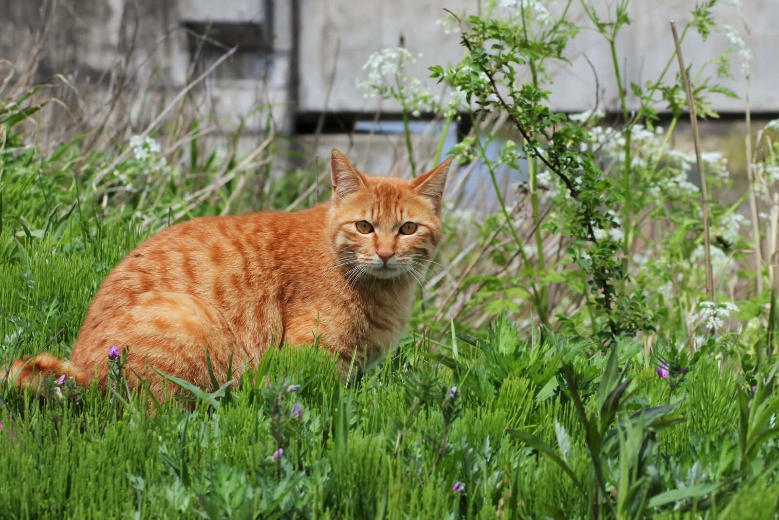 Nikon 1 J5 + VR 55-200mm f/4-5.6G sample photo. Animal, cat, walk photography