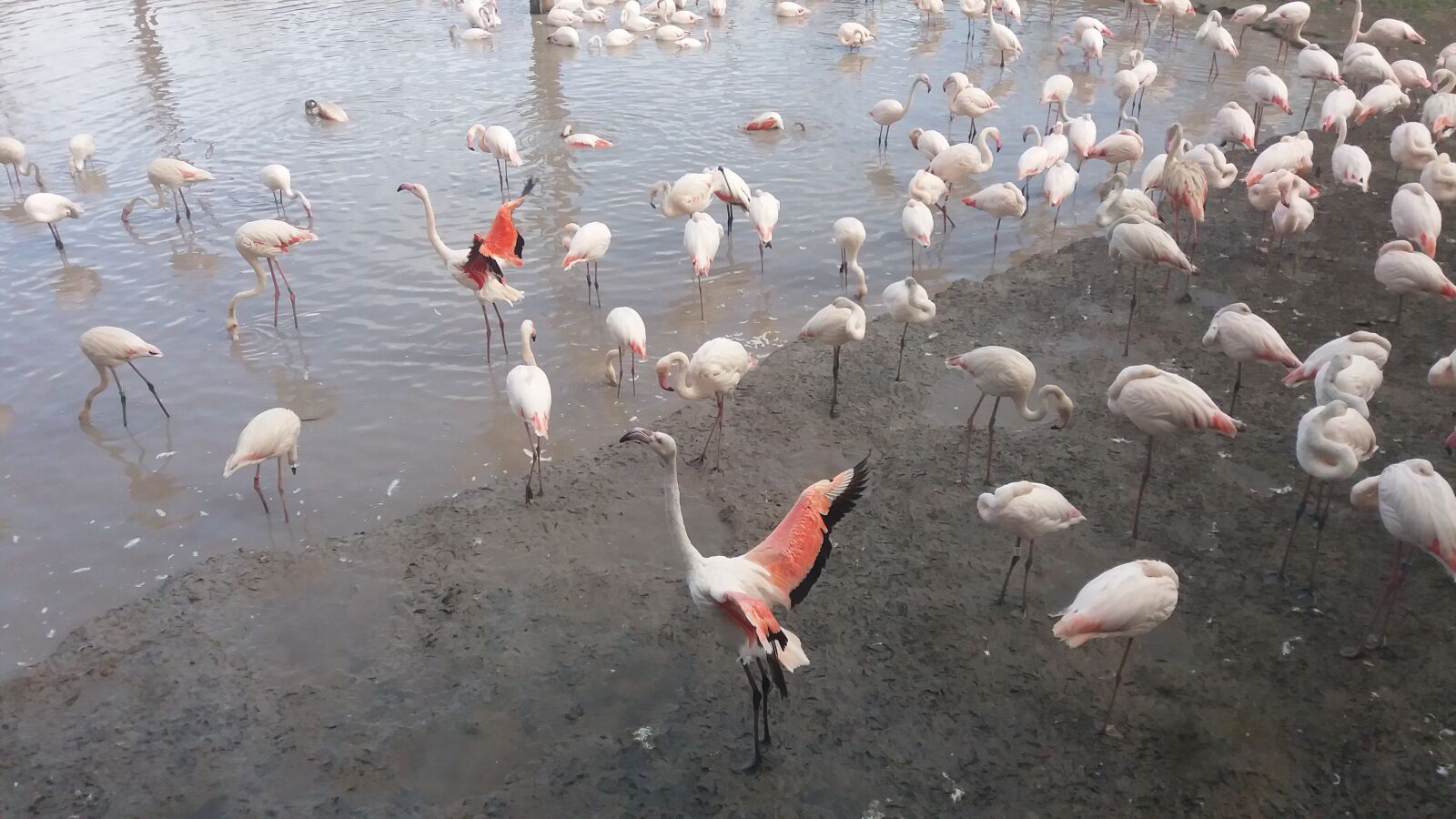 Samsung SM-J500FN sample photo. Flamingos, water, plumage photography
