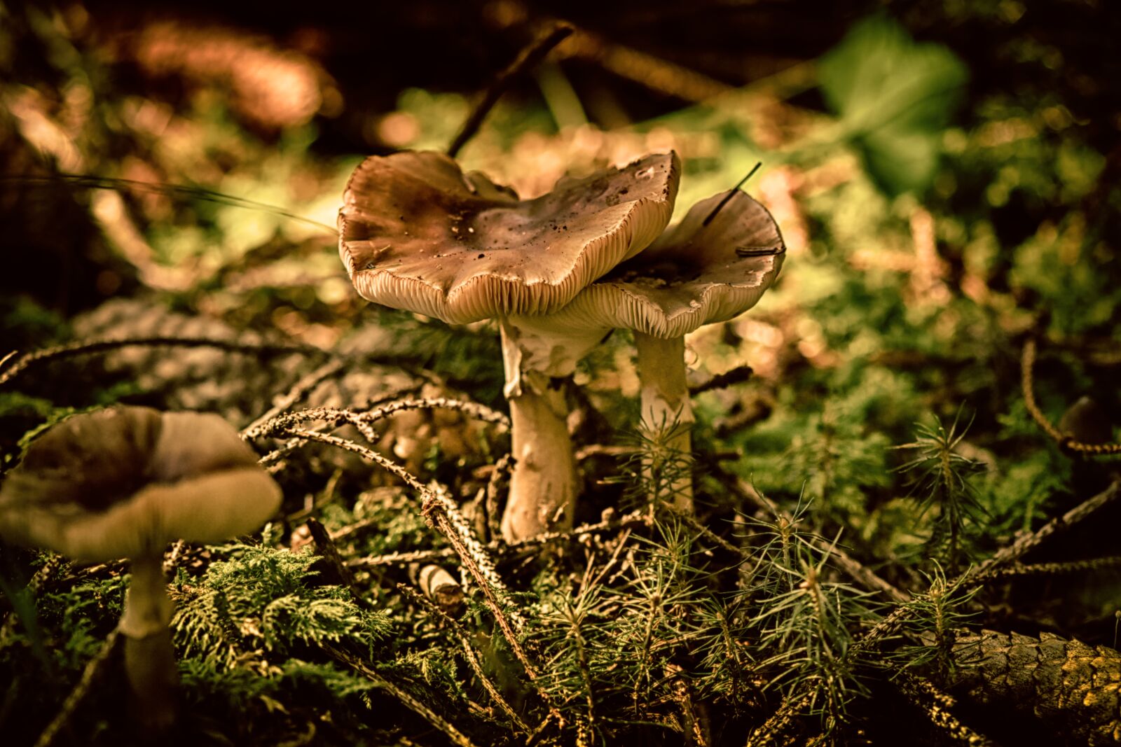 Nikon D7200 sample photo. Mushrooms, forest floor, nature photography