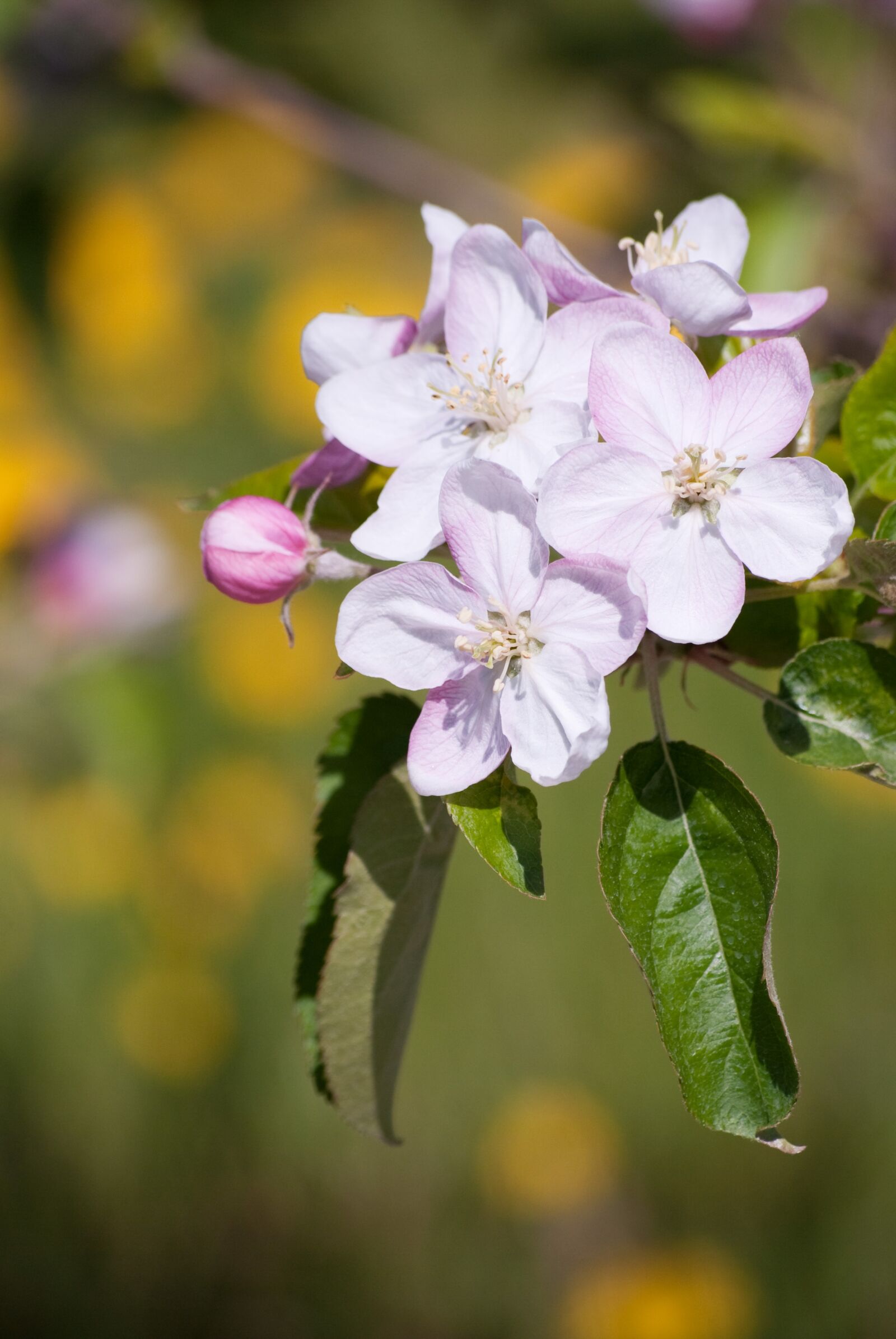 Nikon D60 sample photo. Flowers, apple tree in photography