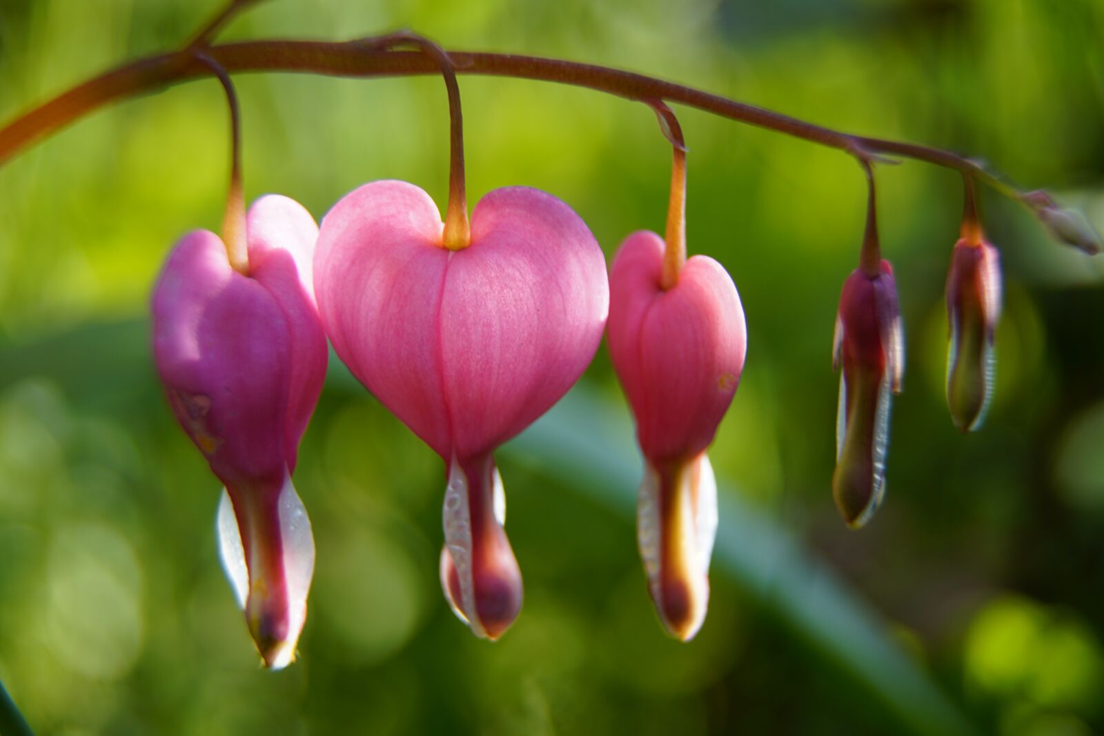 Sony a7R II + Sony E PZ 18-105mm F4 G OSS sample photo. Lamprocapnos spectabilis, crying heart photography