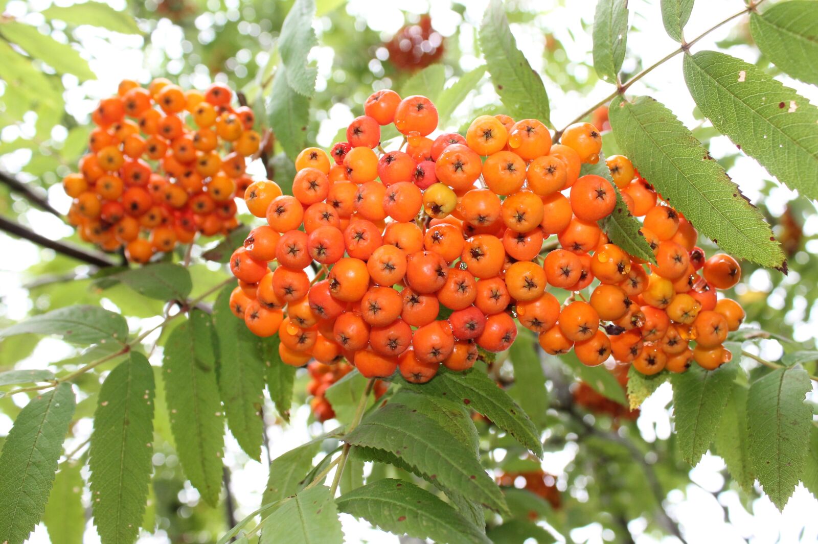 Canon EOS 1100D (EOS Rebel T3 / EOS Kiss X50) sample photo. Rowan, orange, autumn photography