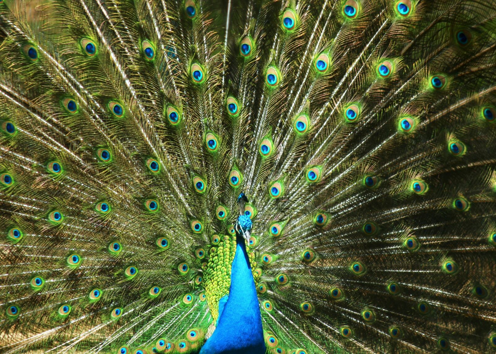 Canon EOS 600D (Rebel EOS T3i / EOS Kiss X5) sample photo. Feather, birds, peacock photography