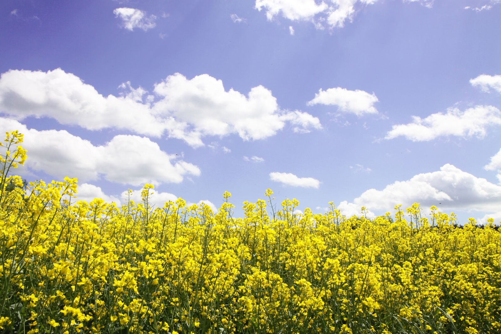 Canon EOS 50D sample photo. Field of rapeseeds, oilseed photography