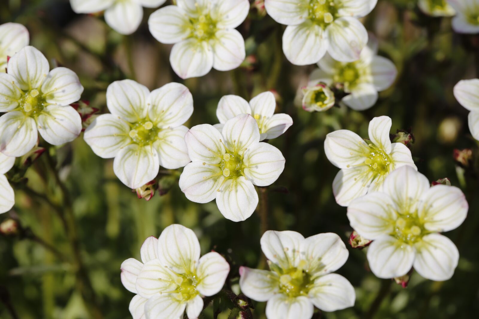 Canon EF 100mm F2.8L Macro IS USM sample photo. Spring, sprout, engine photography