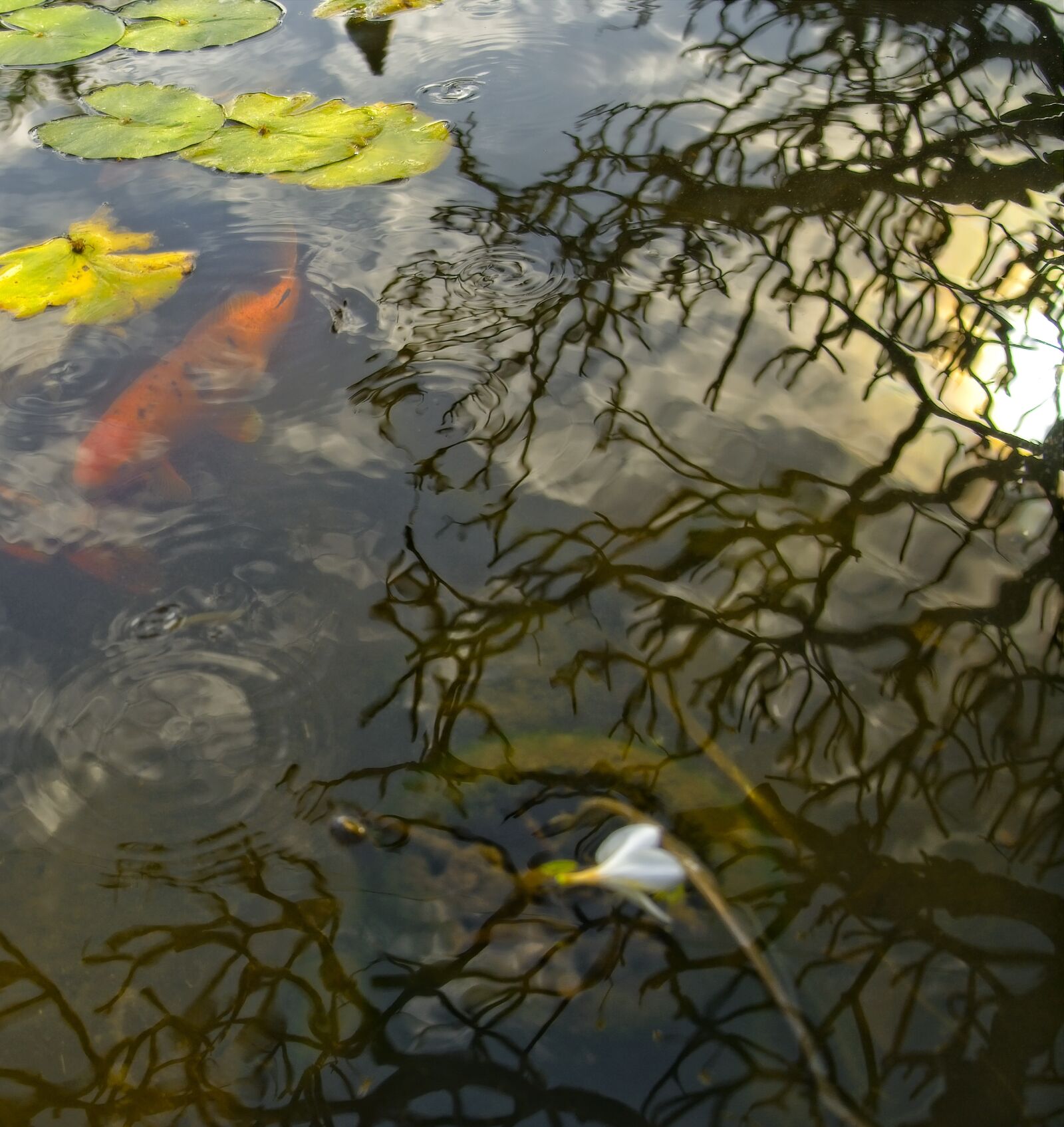 Sony FE 24-105mm F4 G OSS sample photo. Pond, reflection, water photography