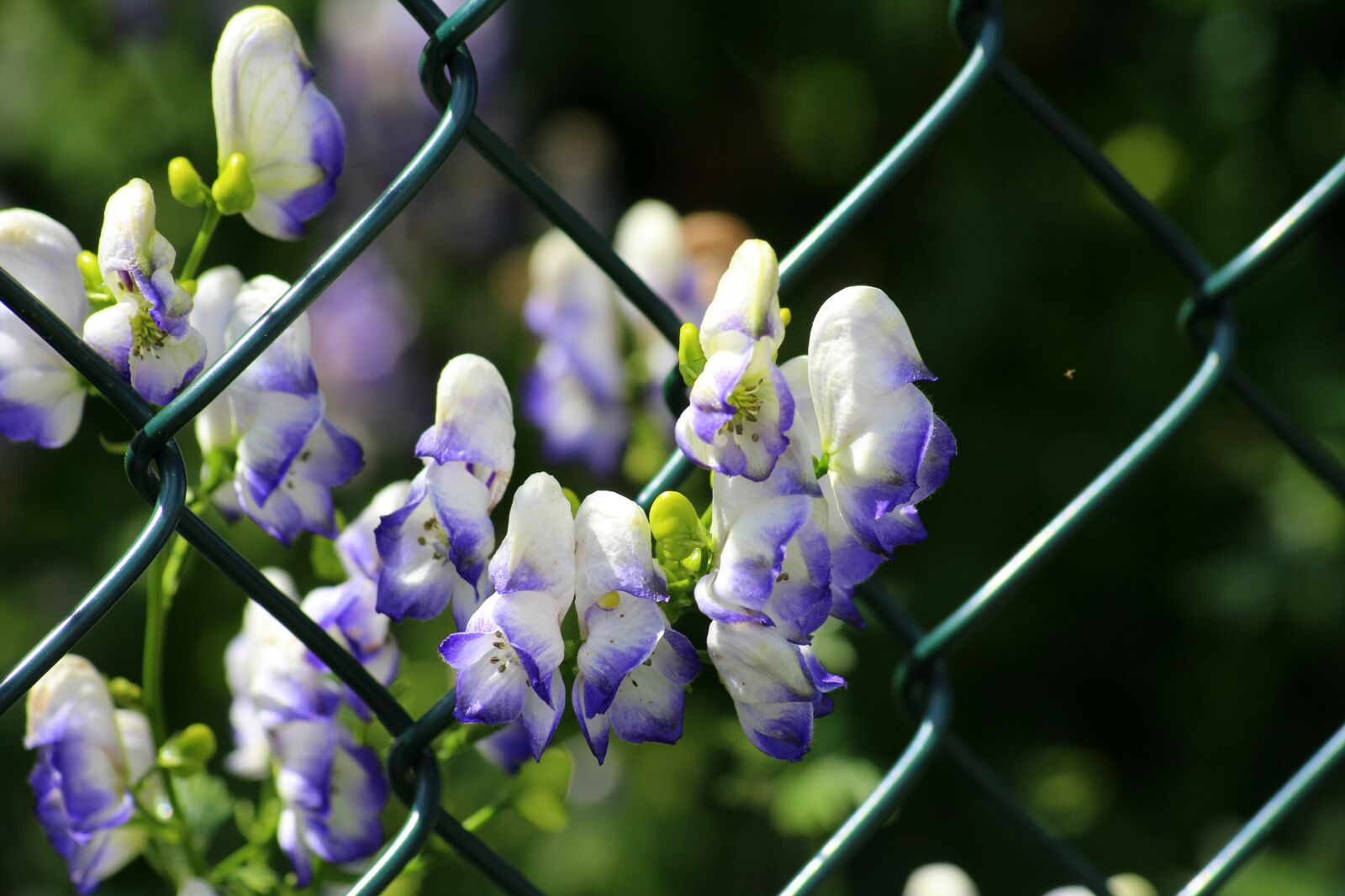 Canon EOS 1200D (EOS Rebel T5 / EOS Kiss X70 / EOS Hi) sample photo. Aconite dzi baty, aconitum photography