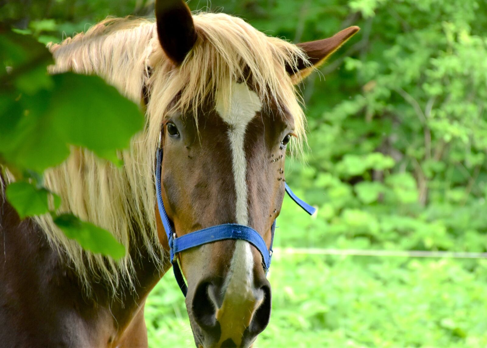 Nikon D7200 sample photo. Horse, animal, ride photography